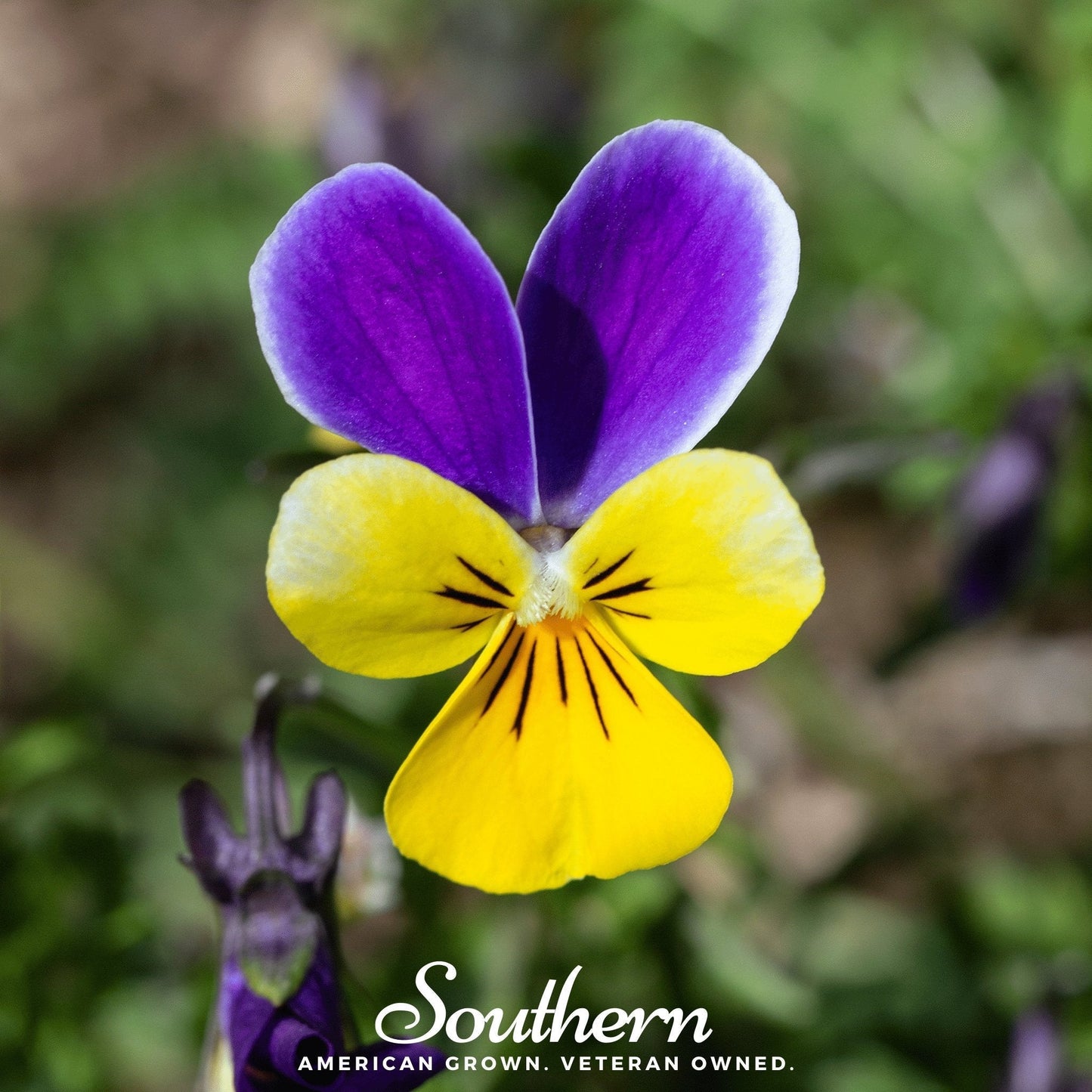 Johnny Jump Up Viola Seeds – Heirloom, Edible, Cool-Season Flower, Viola tricolor, 200 Seeds