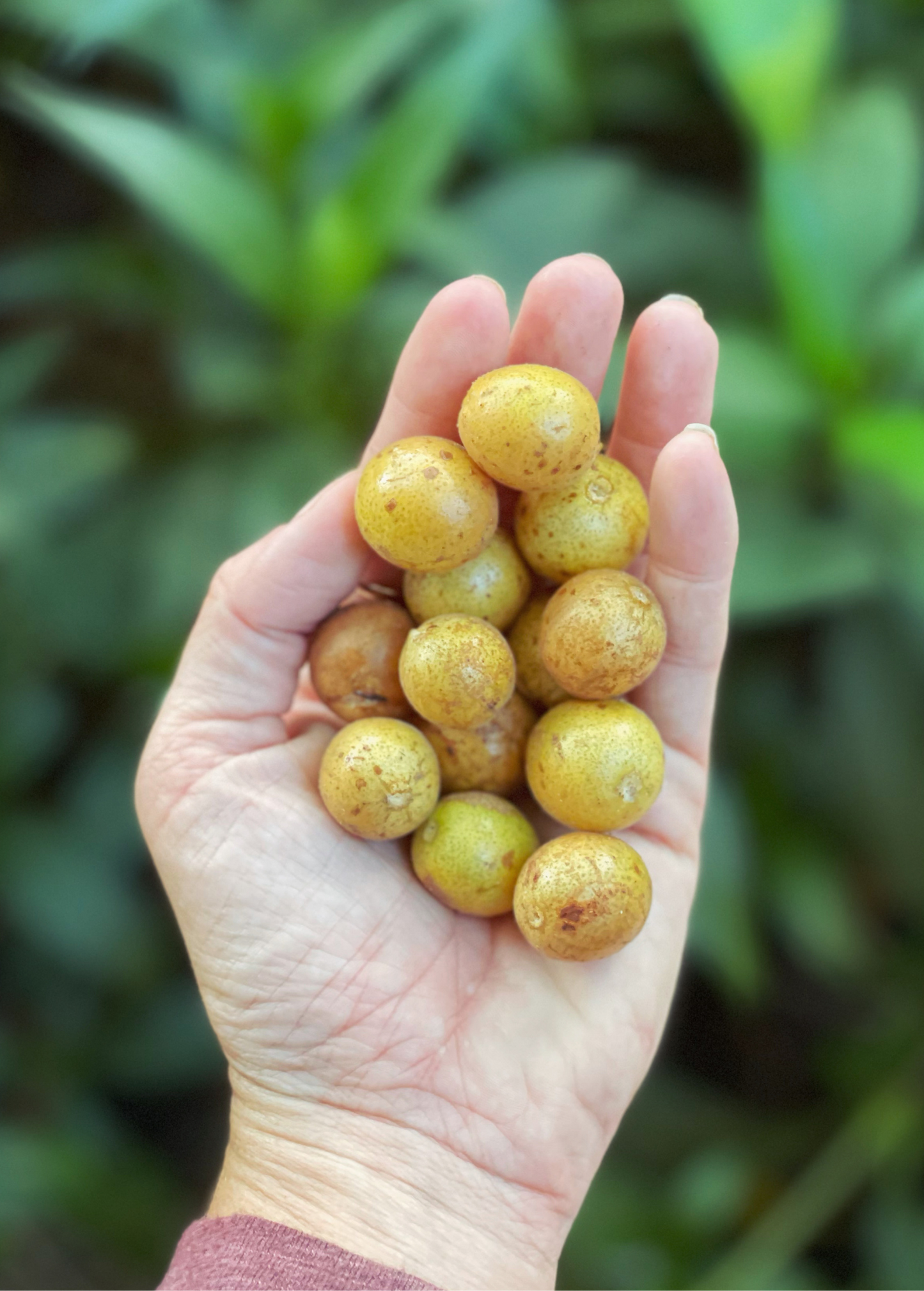 Wampee Tree, 10-25 ft, Tropical Fruit Tree, Clausena lansium, Edible Juicy Fruits, Ornamental & Fragrant Foliage