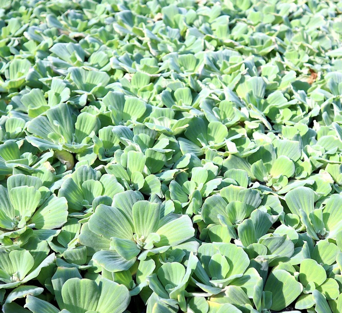 Floating Water Plants Set – 3 Medium Water Hyacinth & Water Lettuce for Ponds, Aquatic Garden, Live Eichhornia crassipes & Pistia stratiotes