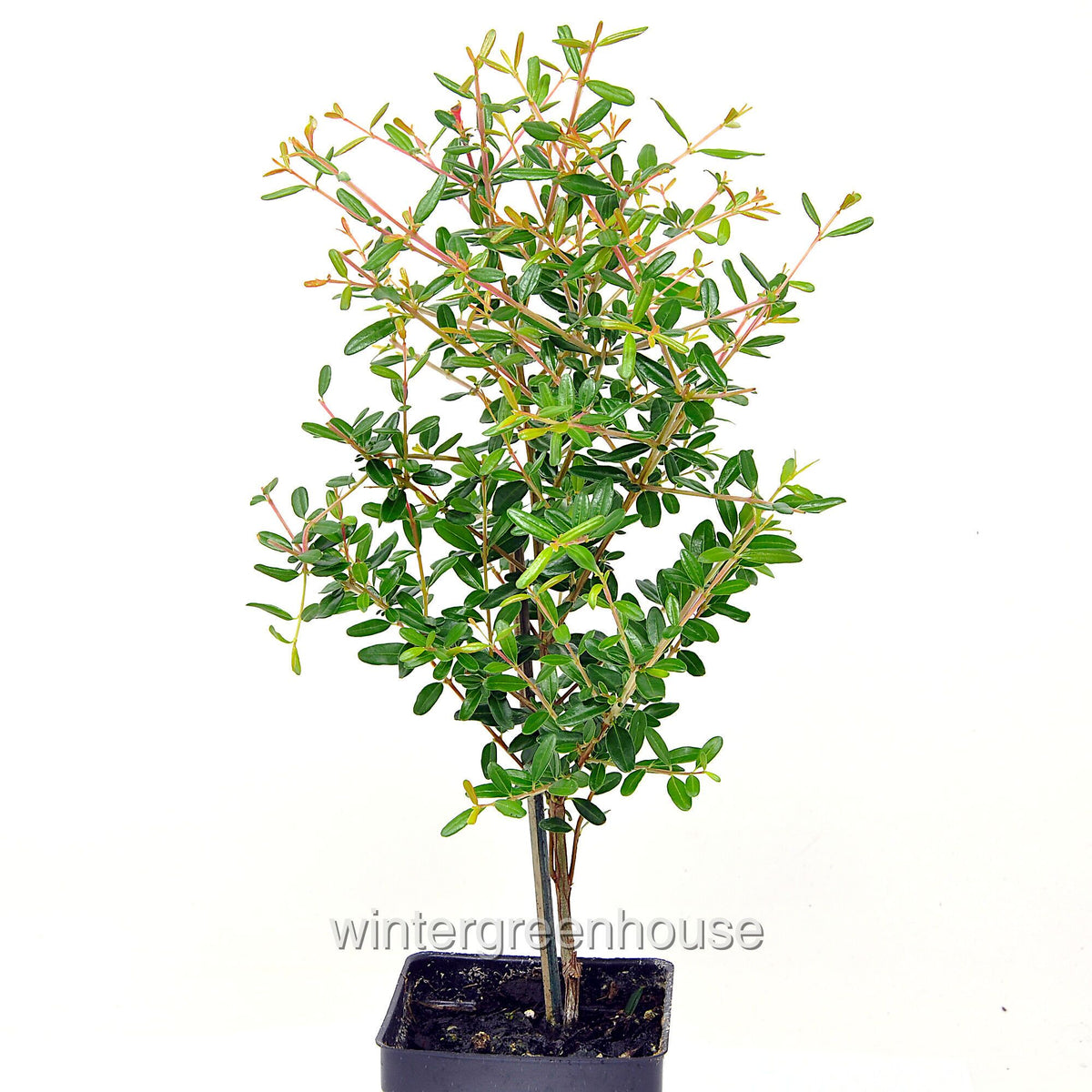 Dwarf Pomegranate Bonsai Tree - Punica granatum nana Miniature Indoor Plant for Home & Garden