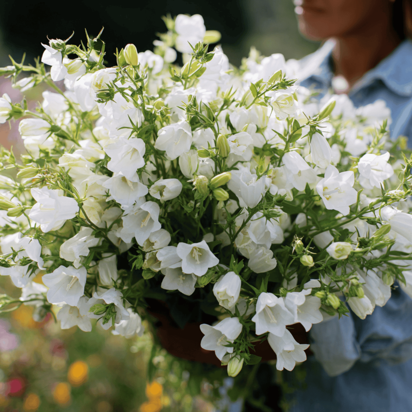 White Canterbury Bells Seeds – Heirloom, Cottage Garden, White Campanula Medium, 100 Seeds