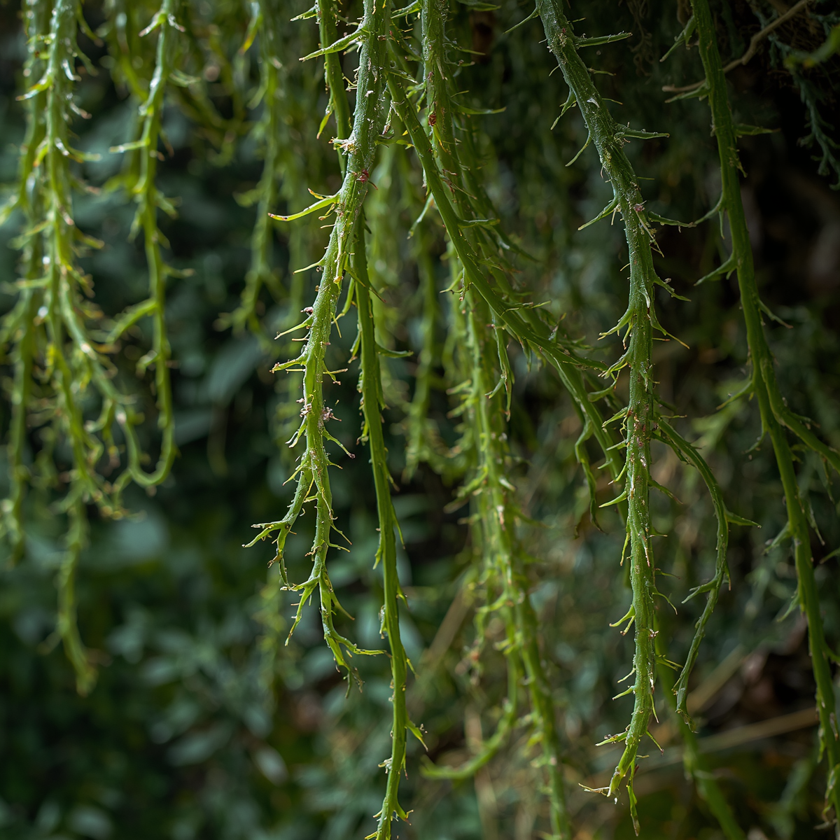 Rhipsalis sp. Porto Alegre Cuttings – Unrooted Epiphytic Cactus, Trailing Houseplant, 4-Inch Live Propagation Clippings