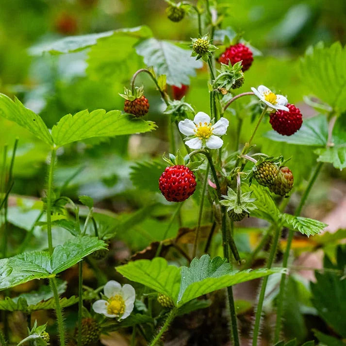 10 Wild Strawberry Plants Bare Root – Fragaria vesca Perennial Ground Cover with Edible Berries