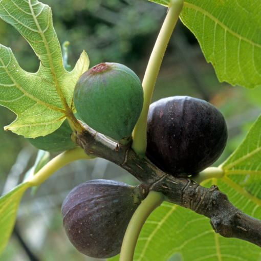 Beers Black Fig Tree Live Bare Root Plant | Ficus carica Cold-Hardy, Self-Fruitful, Dark Purple Figs for Garden, Patio, Orchard