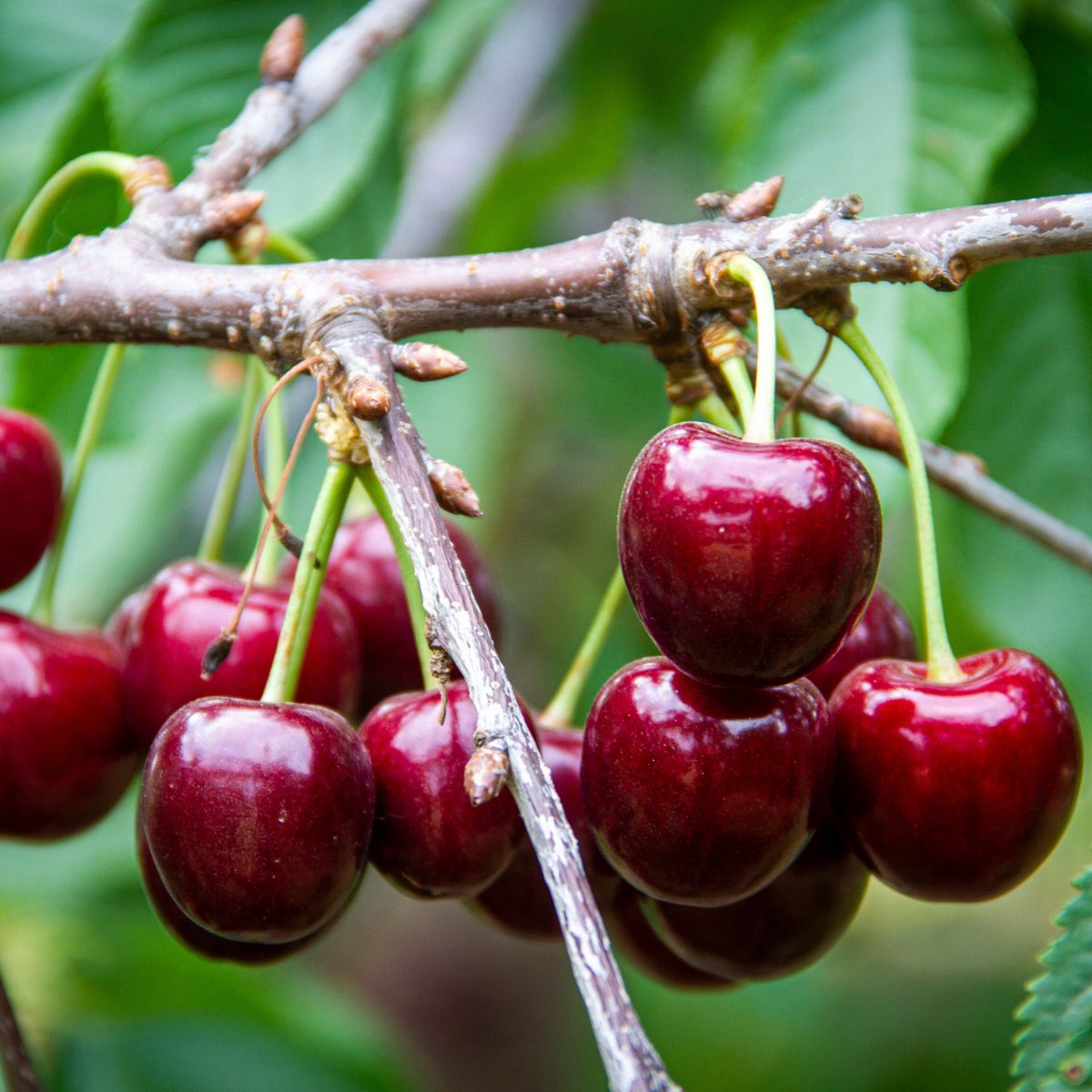 Lapins Cherry Tree – 3 ft. Semi-Dwarf Self-Pollinating Bare Root Fruit Tree for Sweet Dark Red Cherries, High Yield, Cold Hardy, USDA Zones 5-9