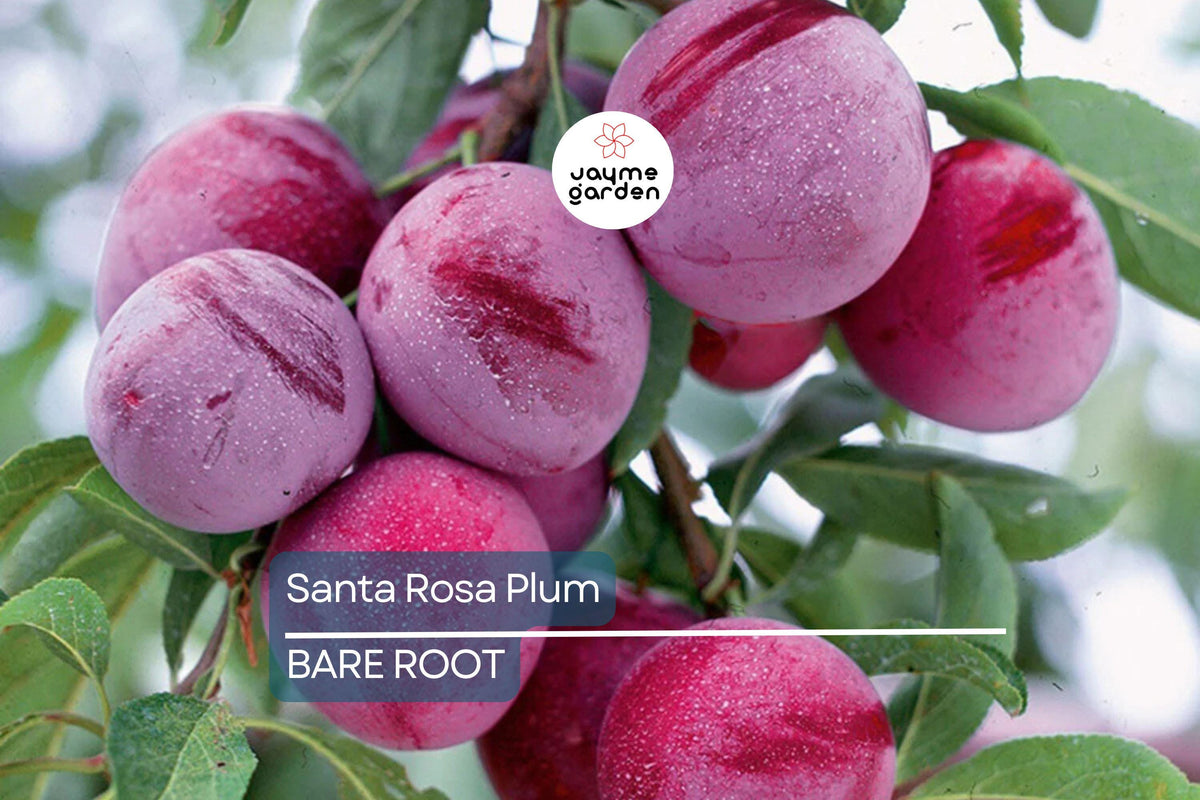 Santa Rosa Plum Tree 2ft Bare Root - Fast-Growing Japanese Plum (Prunus salicina) - Self-Fruitful, Juicy Plums, Hardy Zones 5-9