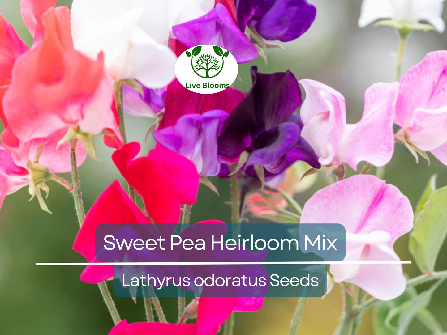 50 Seeds Sweet Pea Heirloom Flower Mix - Fragrant Climbing Vine, Non-GMO, Easy to Grow