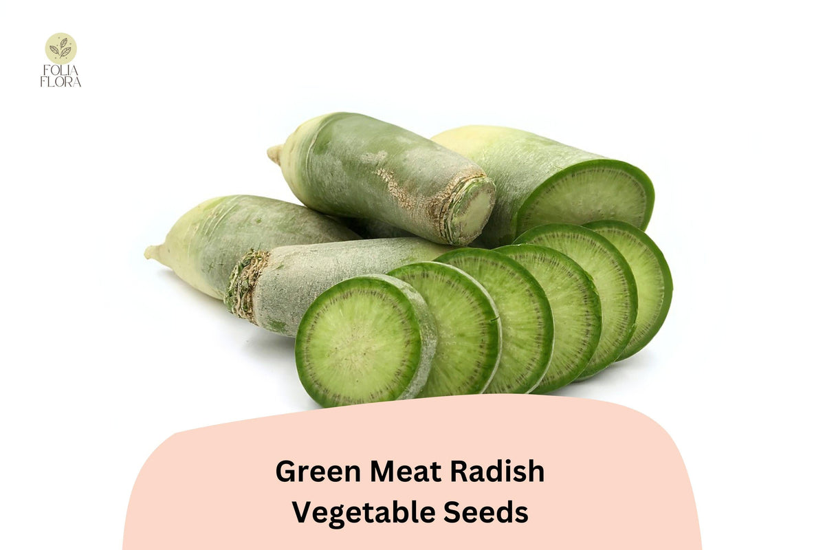 500+ Green Meat Radish Seeds – Heirloom Daikon with Crisp White Flesh & Mild Flavor