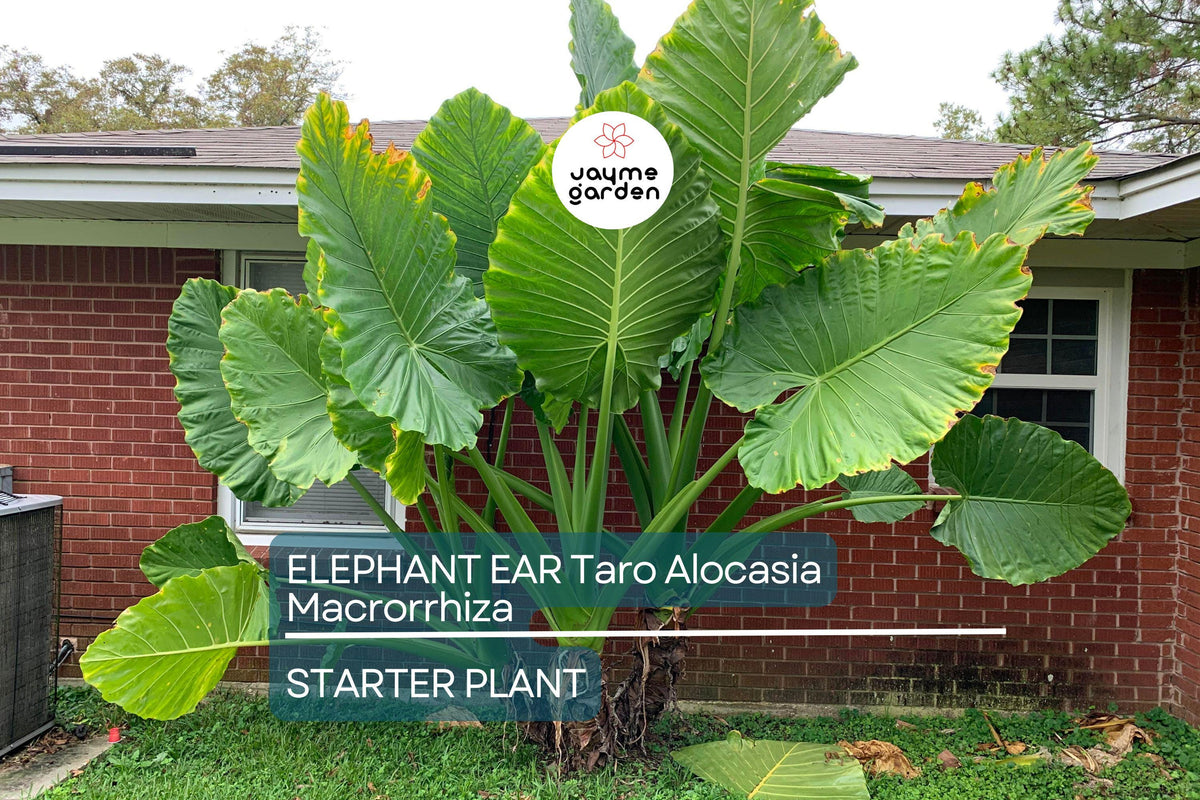 Borneo Giant Elephant Ear Seedlings - 3-6” Tall Alocasia Macrorrhiza - Fast-Growing Tropical Plant for Indoor/Outdoor Garden