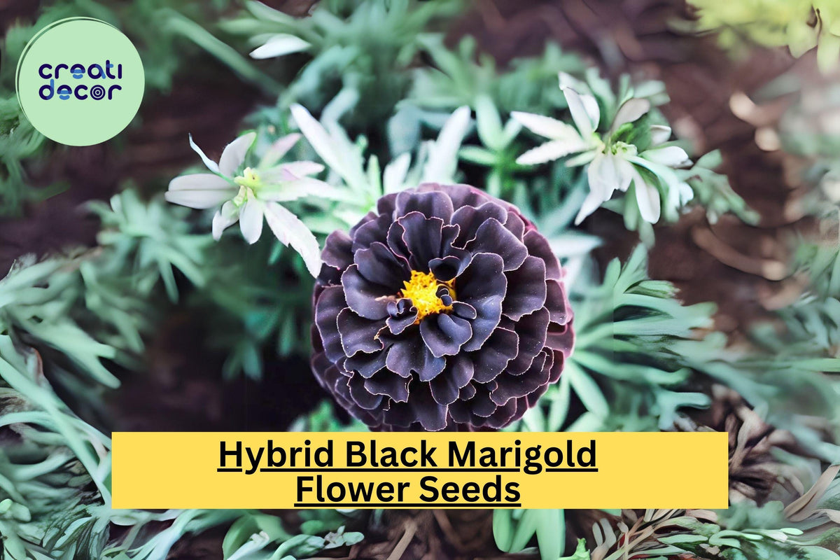 25+ Hybrid Black Marigold Seeds - Unique Dark Blooms - Tagetes patula - Easy to Grow Annual Flower for Gardens & Pollinators