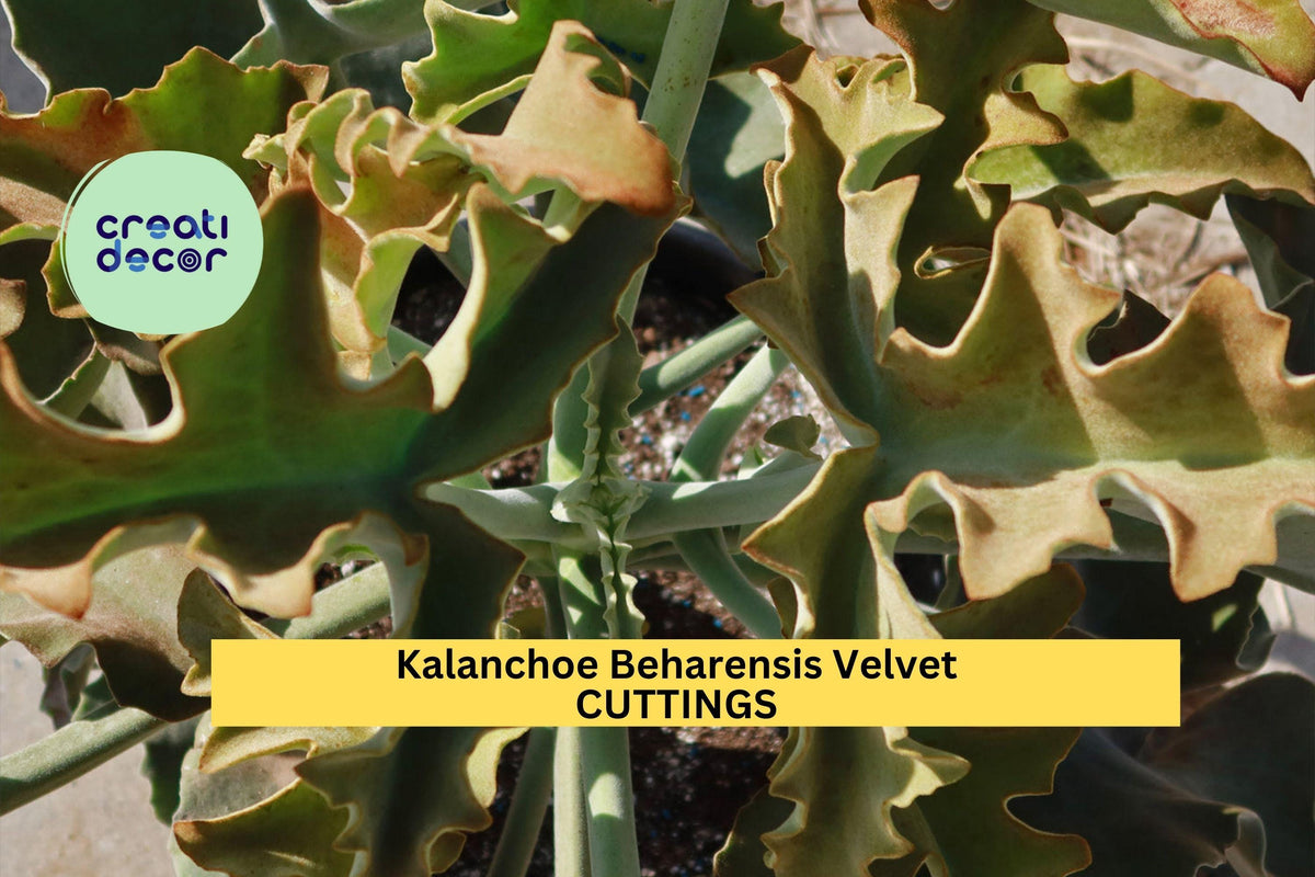 Kalanchoe Beharensis Velvet Elephant Ears 2 Cuttings 10-12" Fuzzy Succulent Plant Starter
