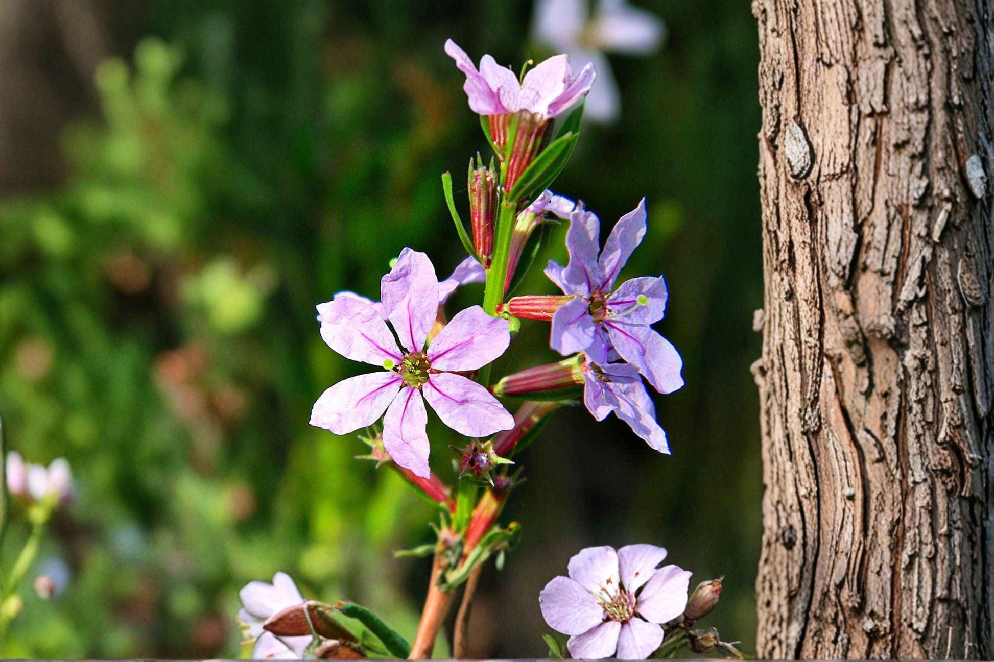 3000 Seeds Lythrum alatum Winged Loosestrife Native Wetland Wildflower for Rain Gardens & Pollinators