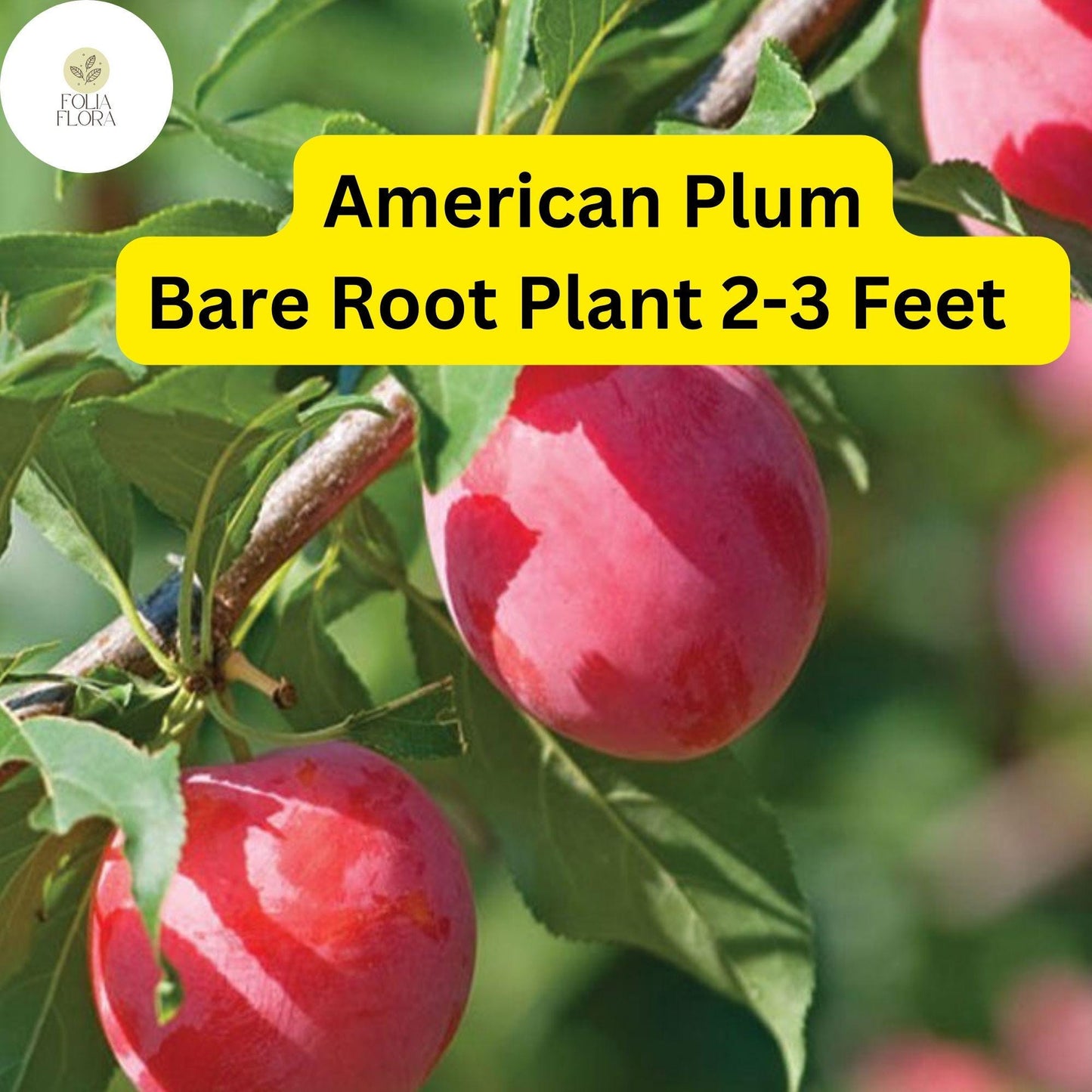 American Plum Tree (Prunus americana) - Hardy Bare Root Fruit Tree with White Blossoms & Edible Plums