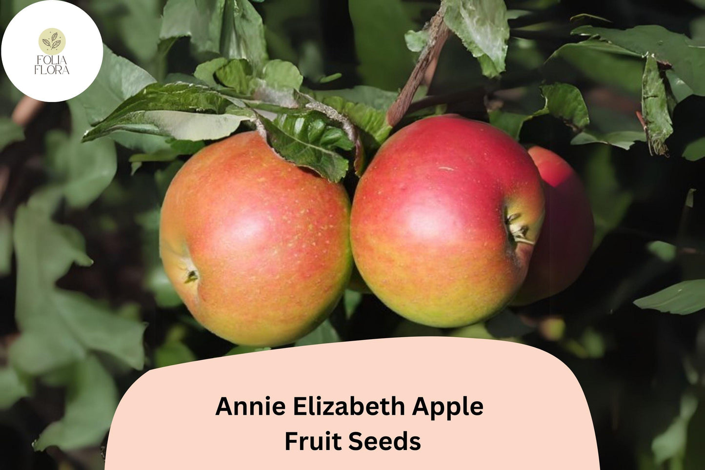 25+ Annie Elizabeth Apple Seeds | Hardy Heritage Cooking Apple Tree | Cold Climate Friendly Malus domestica