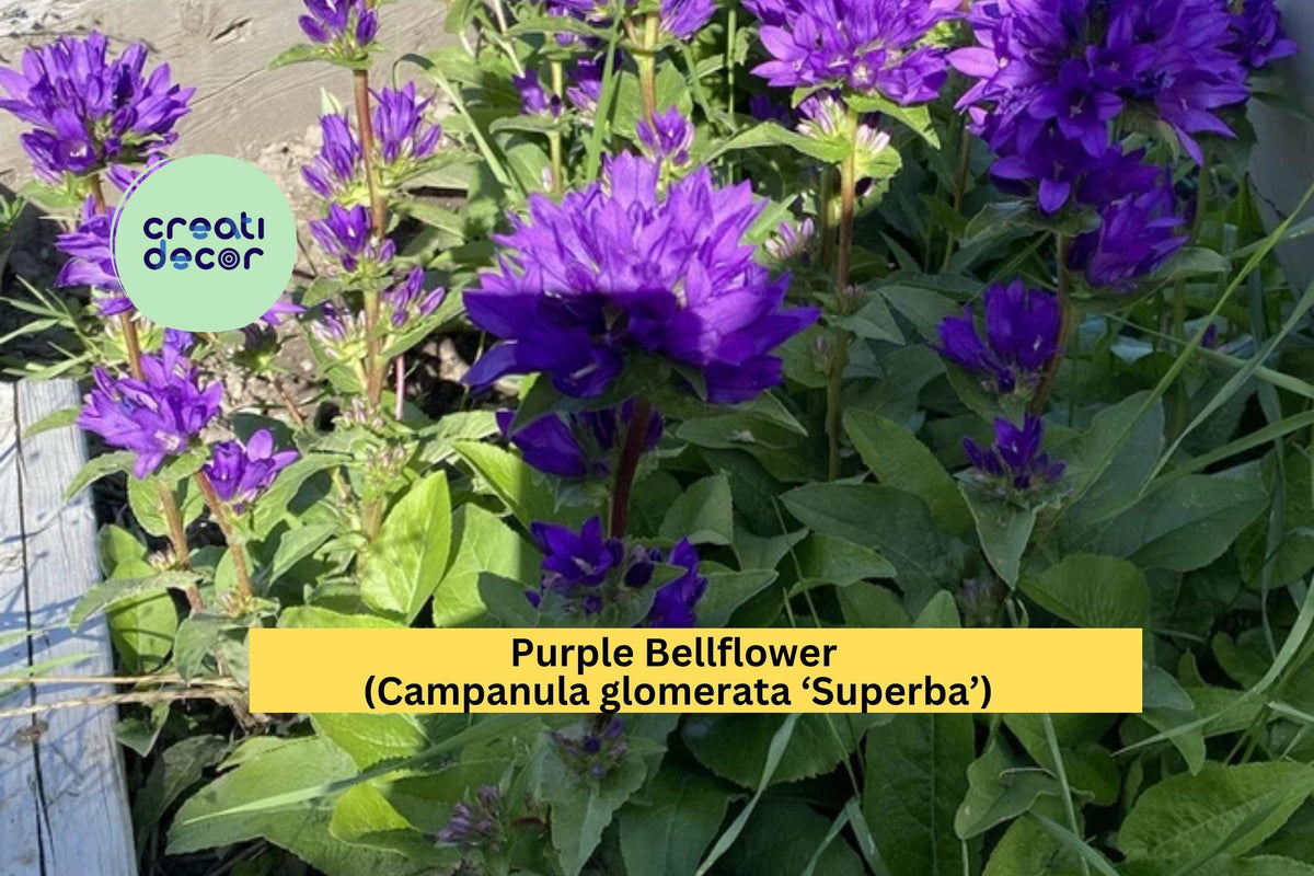 Purple Bellflower Plants Set of 5 Bare Root Perennials Campanula glomerata ‘Superba’ Vibrant Purple Flowers for Garden