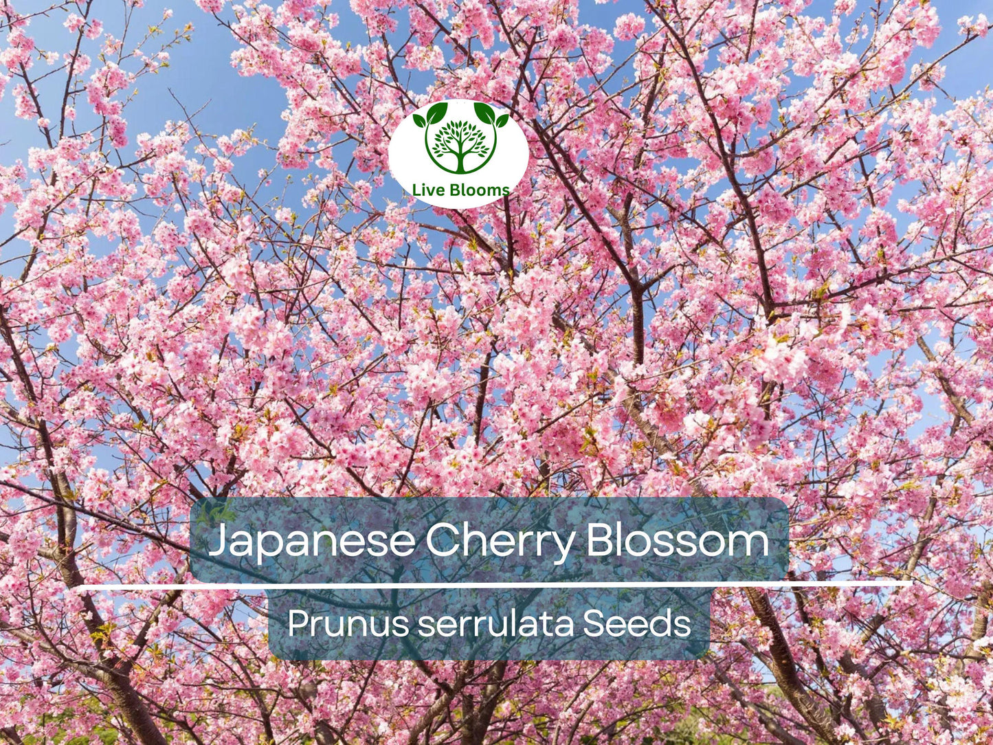 20 Japanese Cherry Blossom Tree Seeds (Prunus serrulata) | Pink Sakura Bonsai with Fragrant Spring Blooms