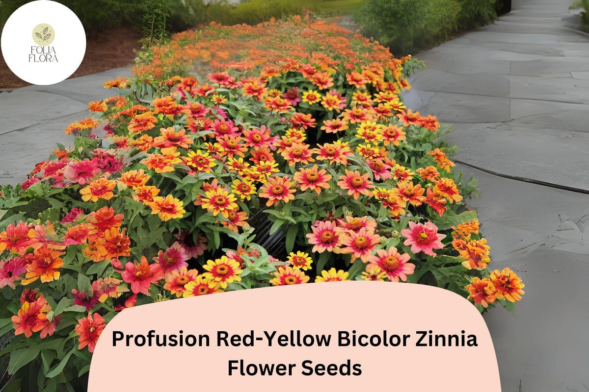 Zinnia Seeds - 100+ Profusion Red-Yellow Bicolor - Easy Grow Annual Flowers for Garden - Zinnia elegans