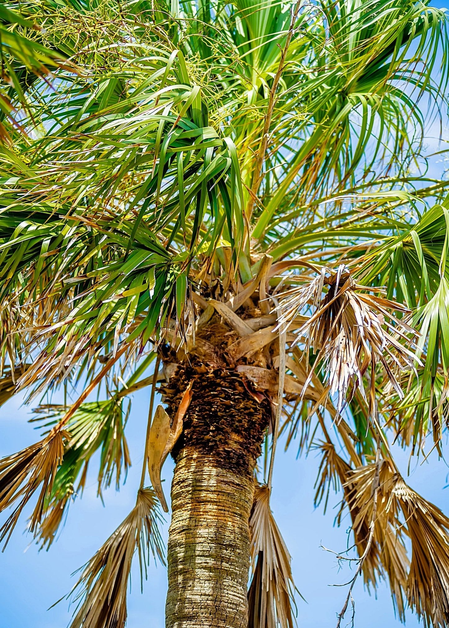 Sabal Palm Tree - Hardy Coastal Landscape Plant - Sabal palmetto - Florida State Tree