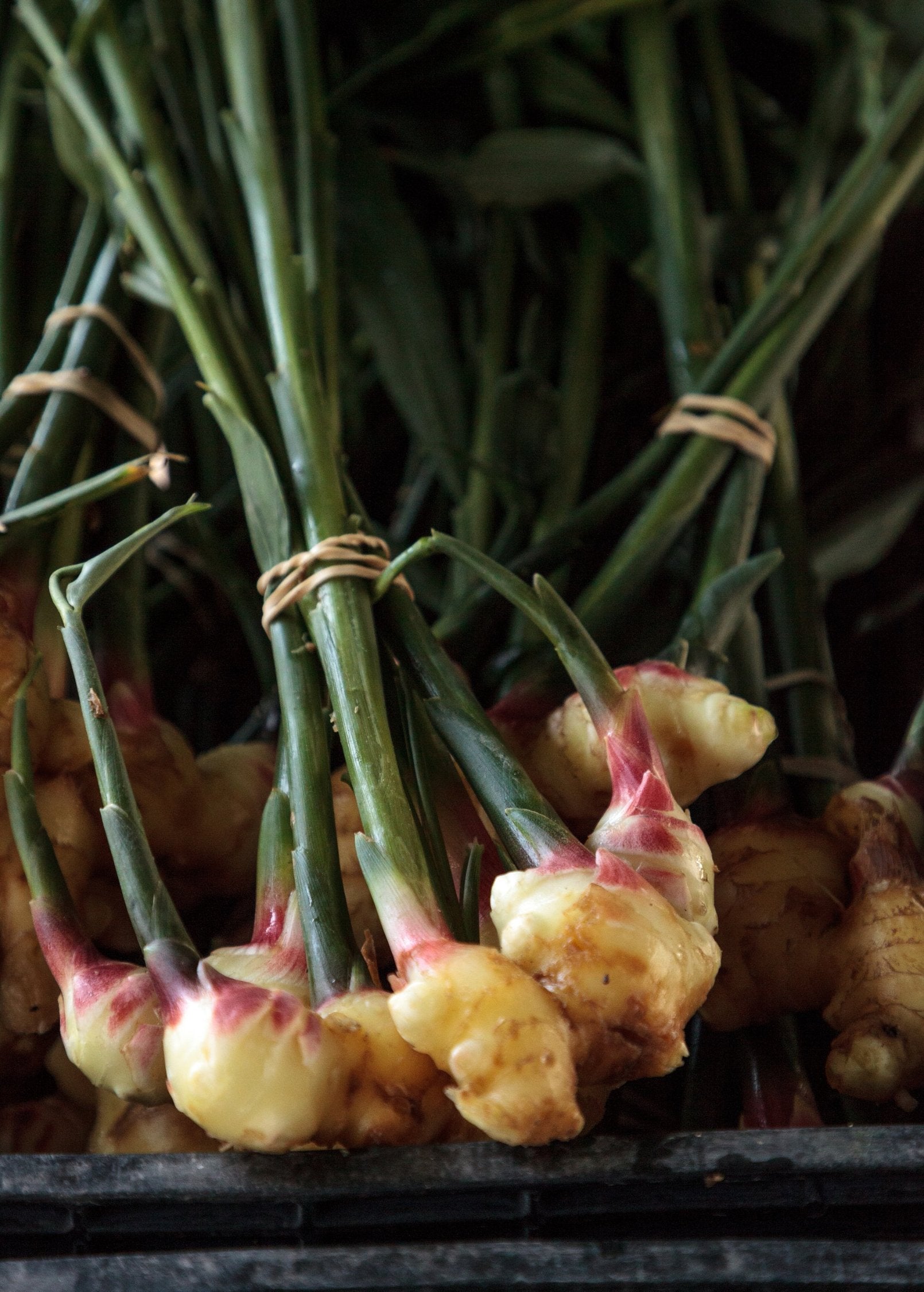 Yellow Ginger Rhizome - Fresh Culinary & Medicinal Zingiber officinale, Southeast Asia