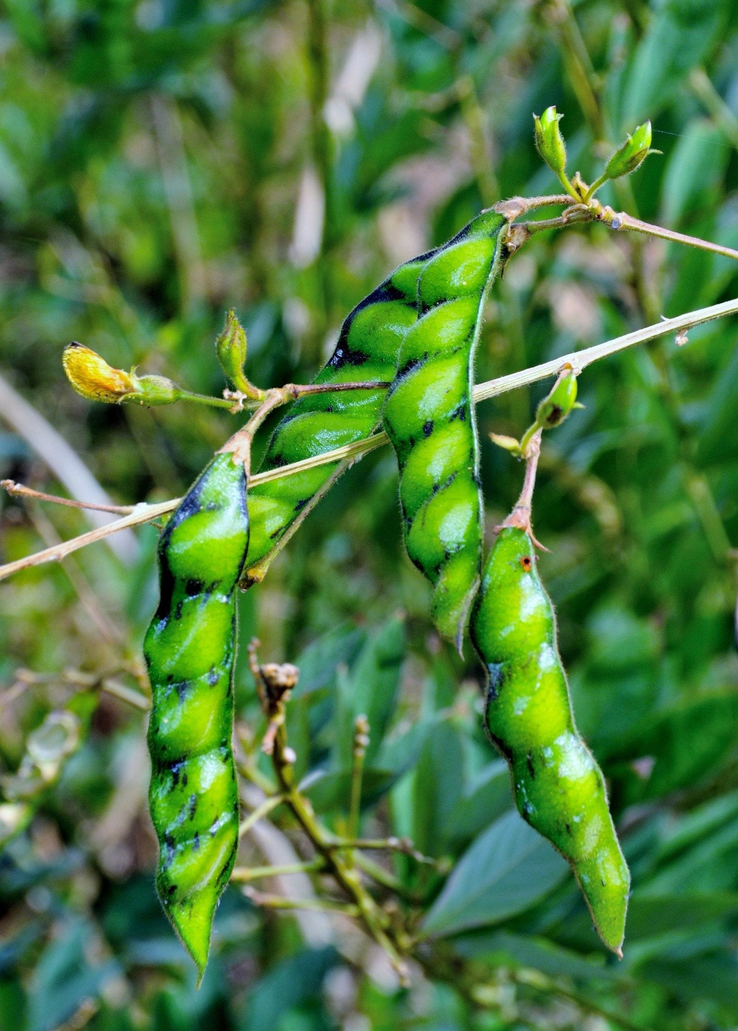 Green Pigeon Pea Seedling Cajanus cajan Legume Tropical Shrub for Permaculture and Food Security