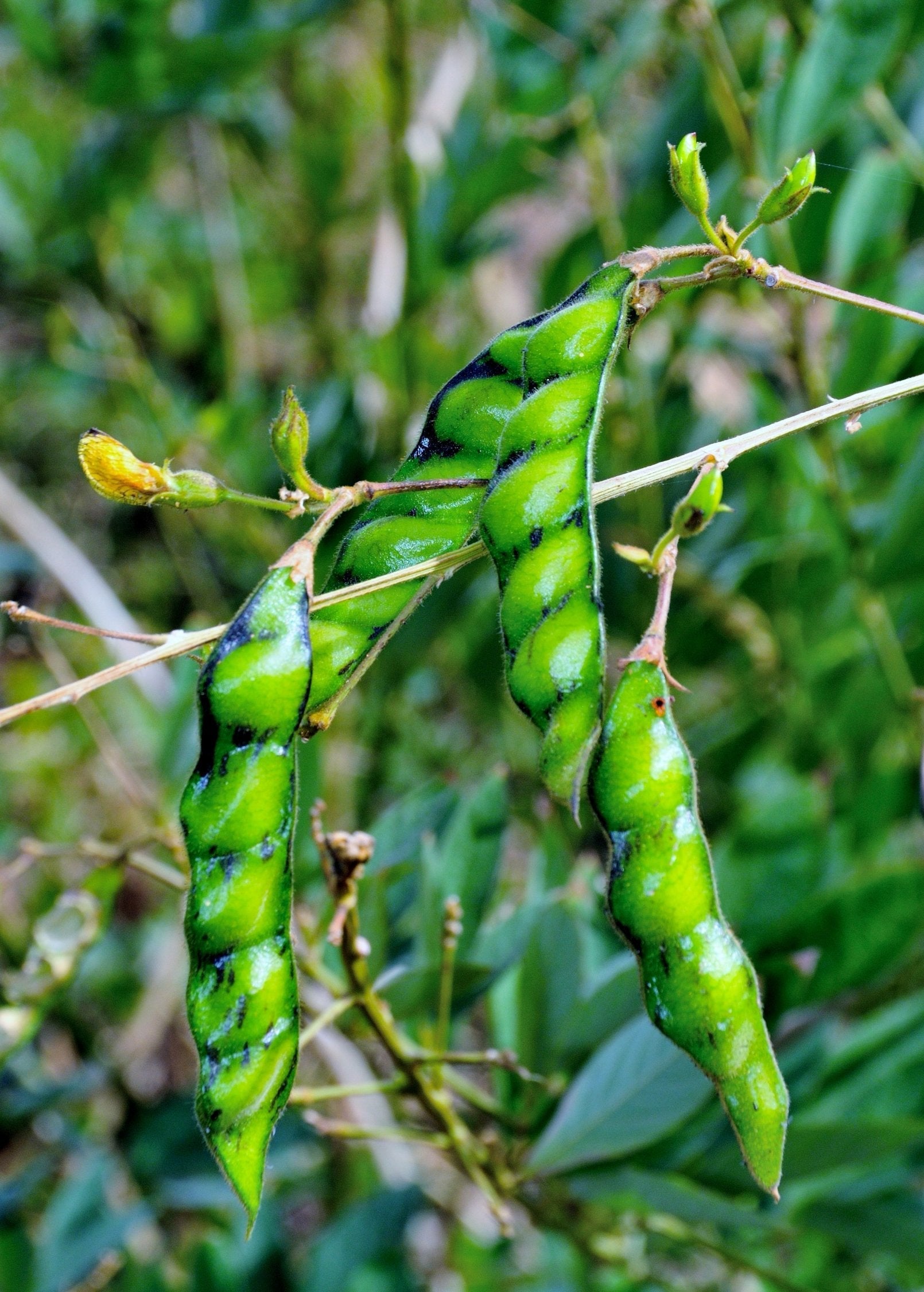 Green Pigeon Pea Seedling Cajanus cajan Legume Tropical Shrub for Permaculture and Food Security