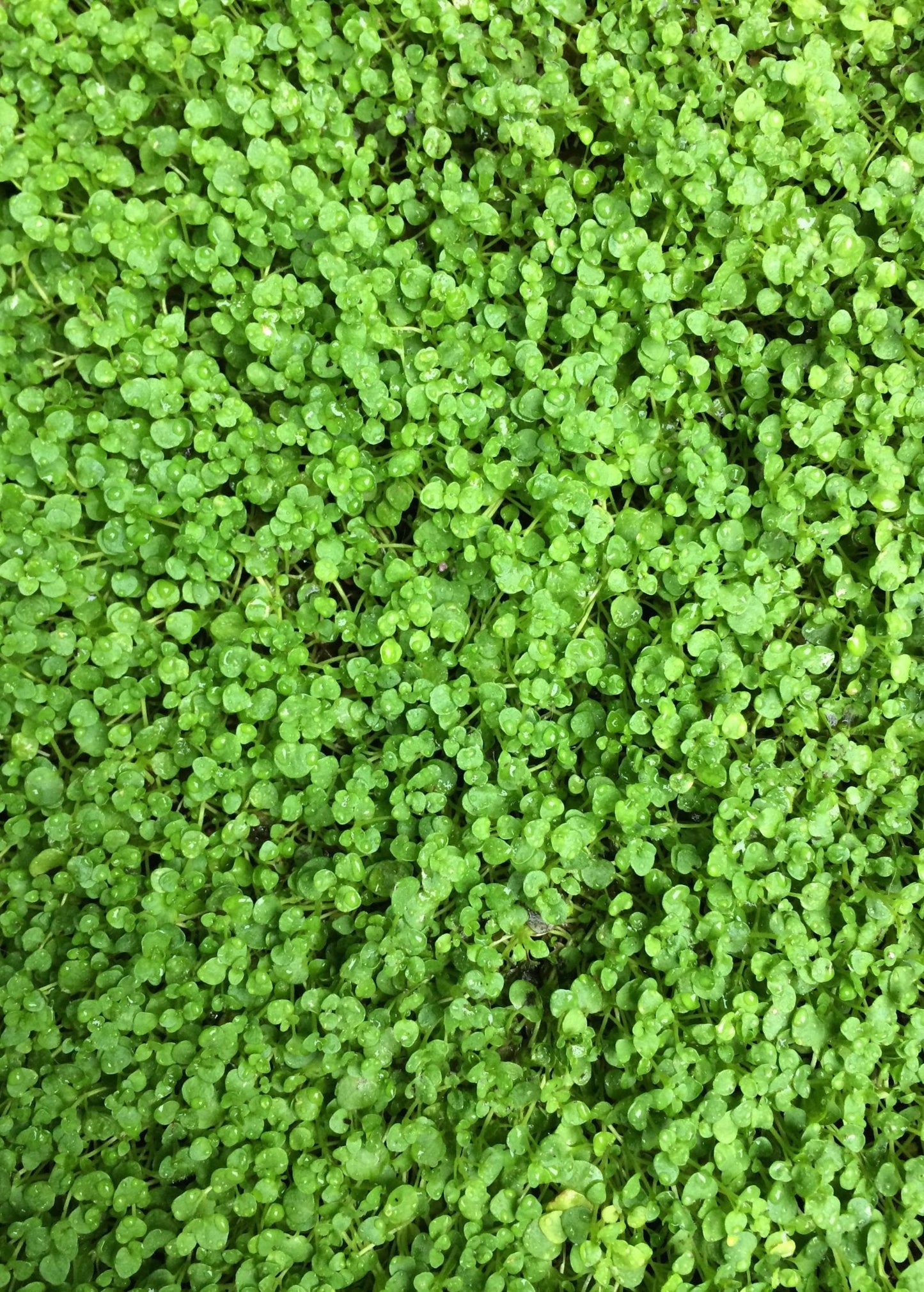 Corsican Mint Ground Cover Plant | Fragrant Mentha Requienii | Perennial Herb for Landscaping and Culinary Use