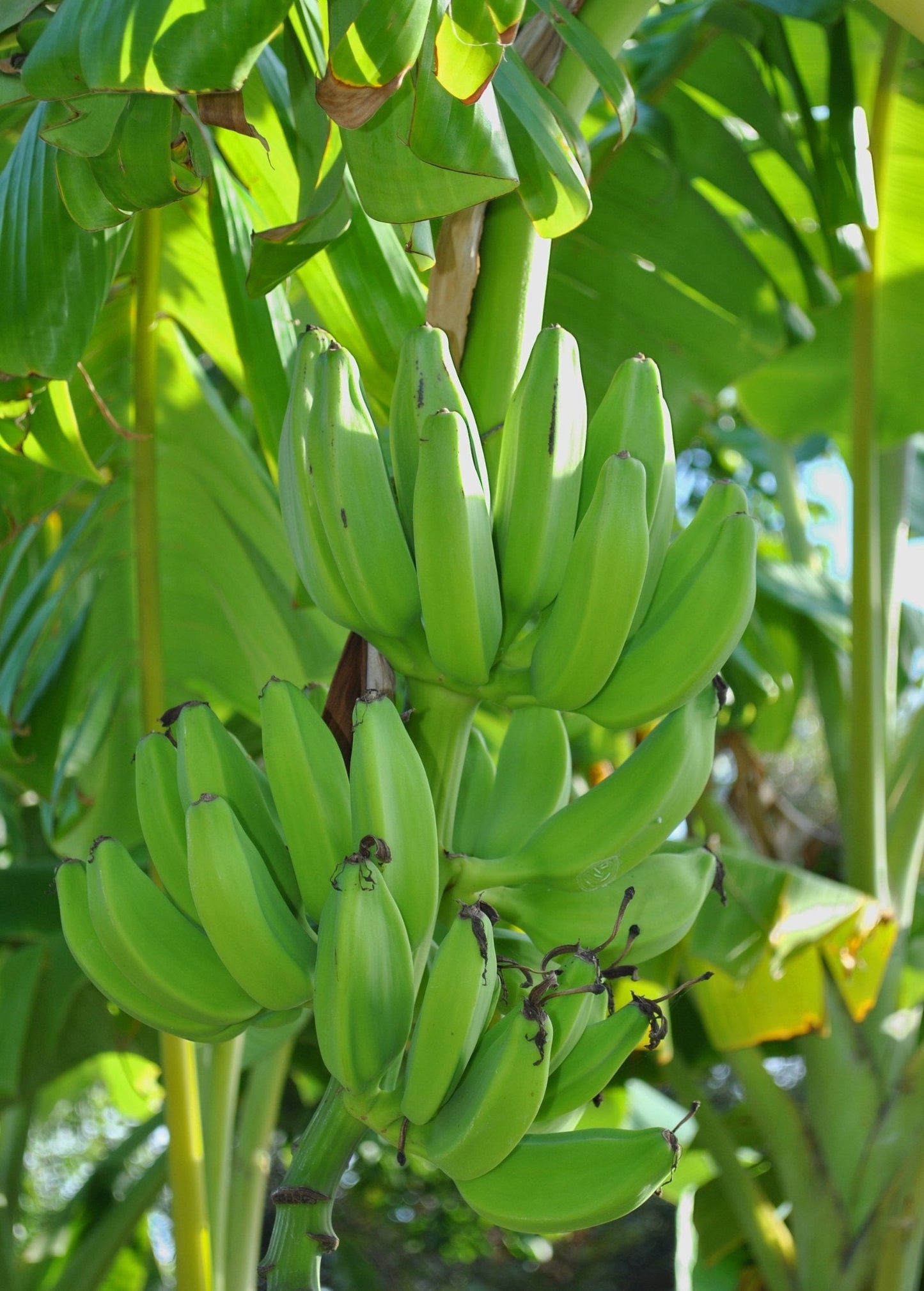 Banana Plant Mona Lisa Musa acuminata - Hardy, Disease-Resistant, Fast-Growing Fruit Tree