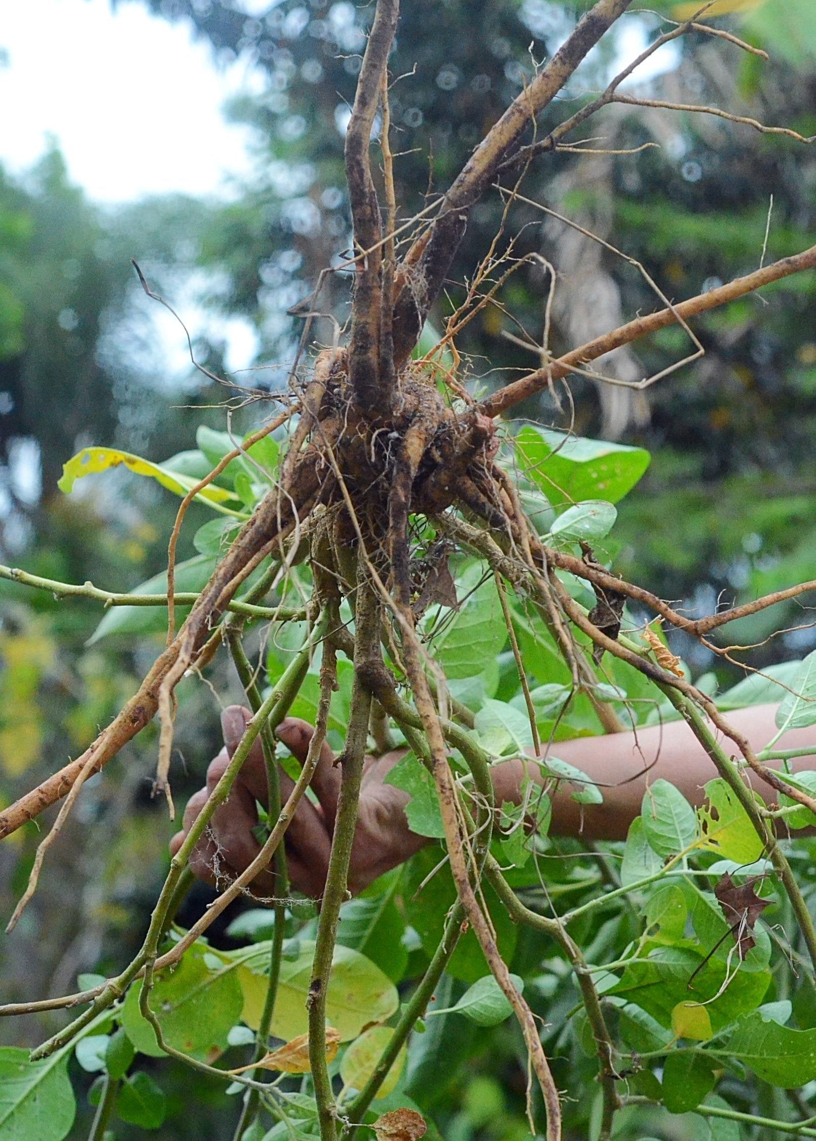Ashwagandha Herb Plant - Medicinal Root & Berry - Withania somnifera - Ayurvedic Herbal Supplement
