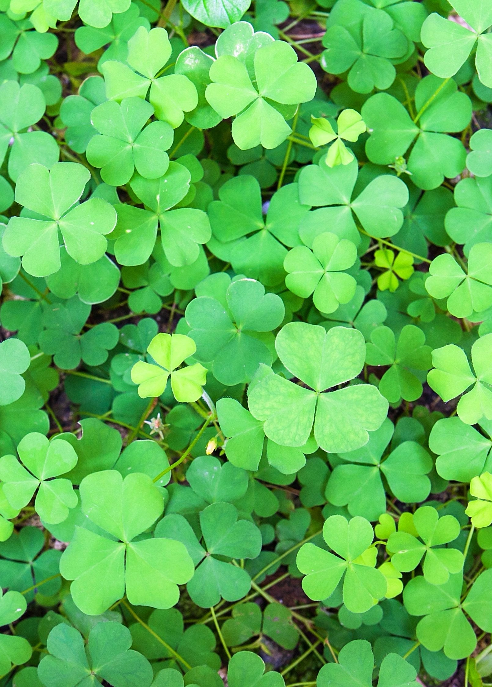 Sushni (Marsilea minuta) - Fresh Perennial Aquatic Fern, Clover Fern, Nootropic Herb for Cognitive Support