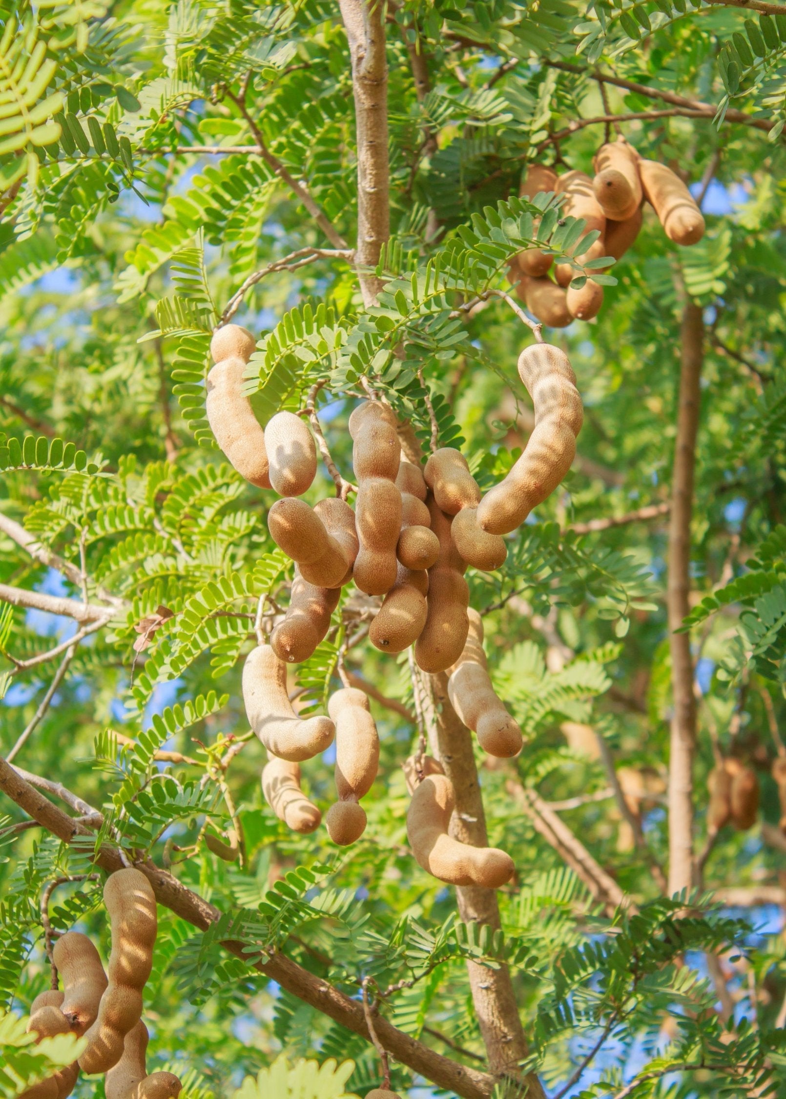 Tamarind Tree - Edible Fruit, Tropical, Ornamental, Tamarindus indica