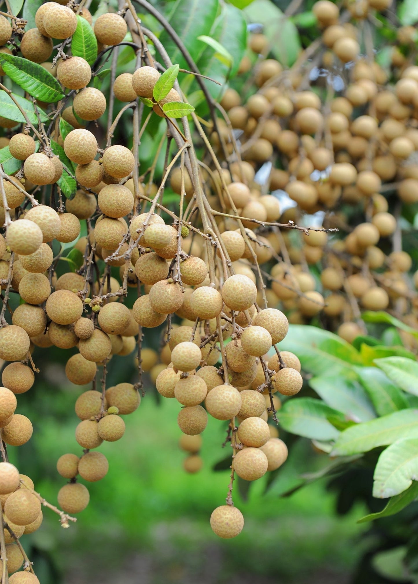 Longan Fruit Tree Kohala (Dimocarpus longan) Tropical Fruit Tree, Sweet Aromatic Fruit, Southeast Asia Cultivar