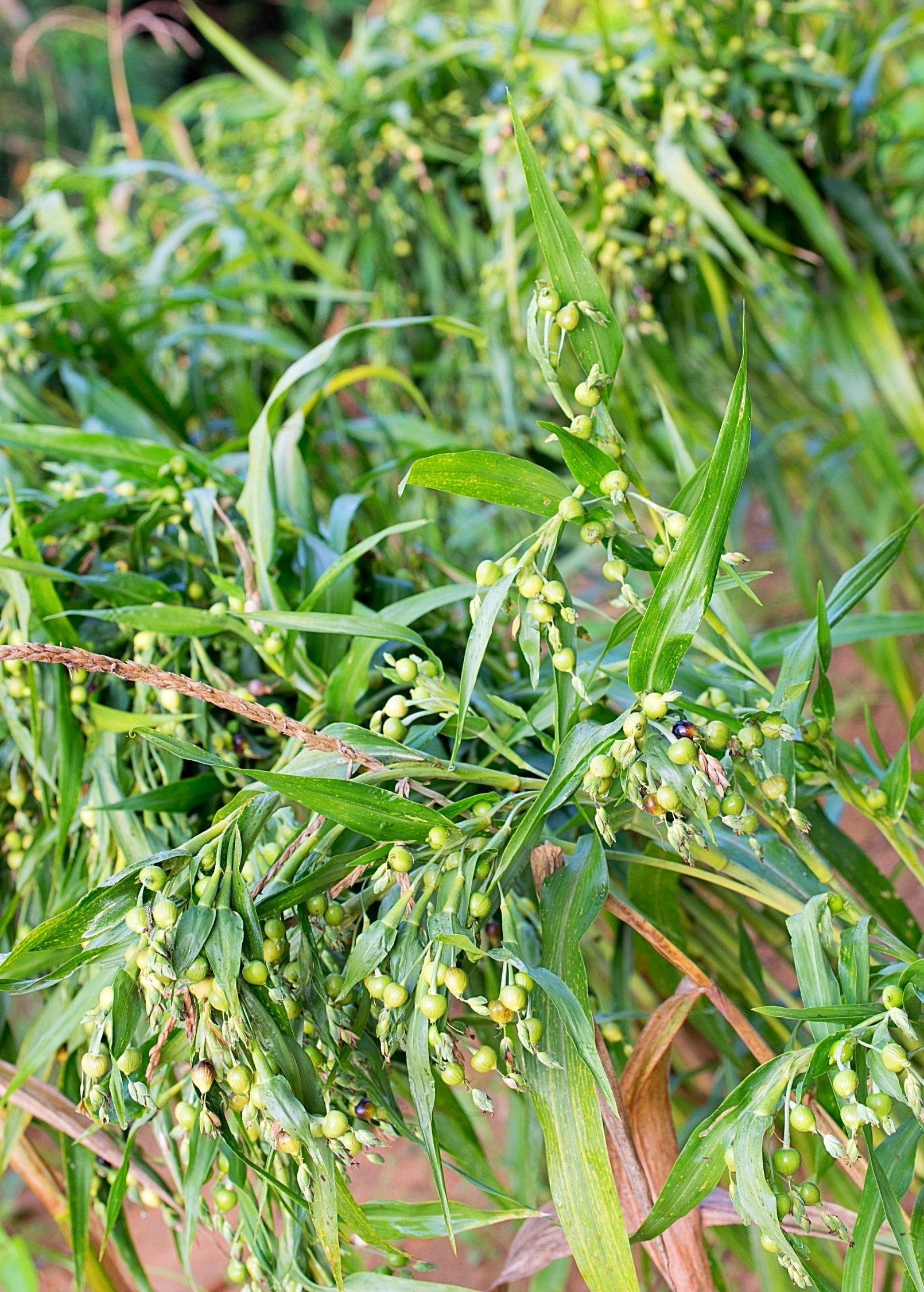 Job's Tears Plant Seeds - Ornamental Grain with Pearly Seeds, Edible & Medicinal Uses, Coix lacryma-jobi