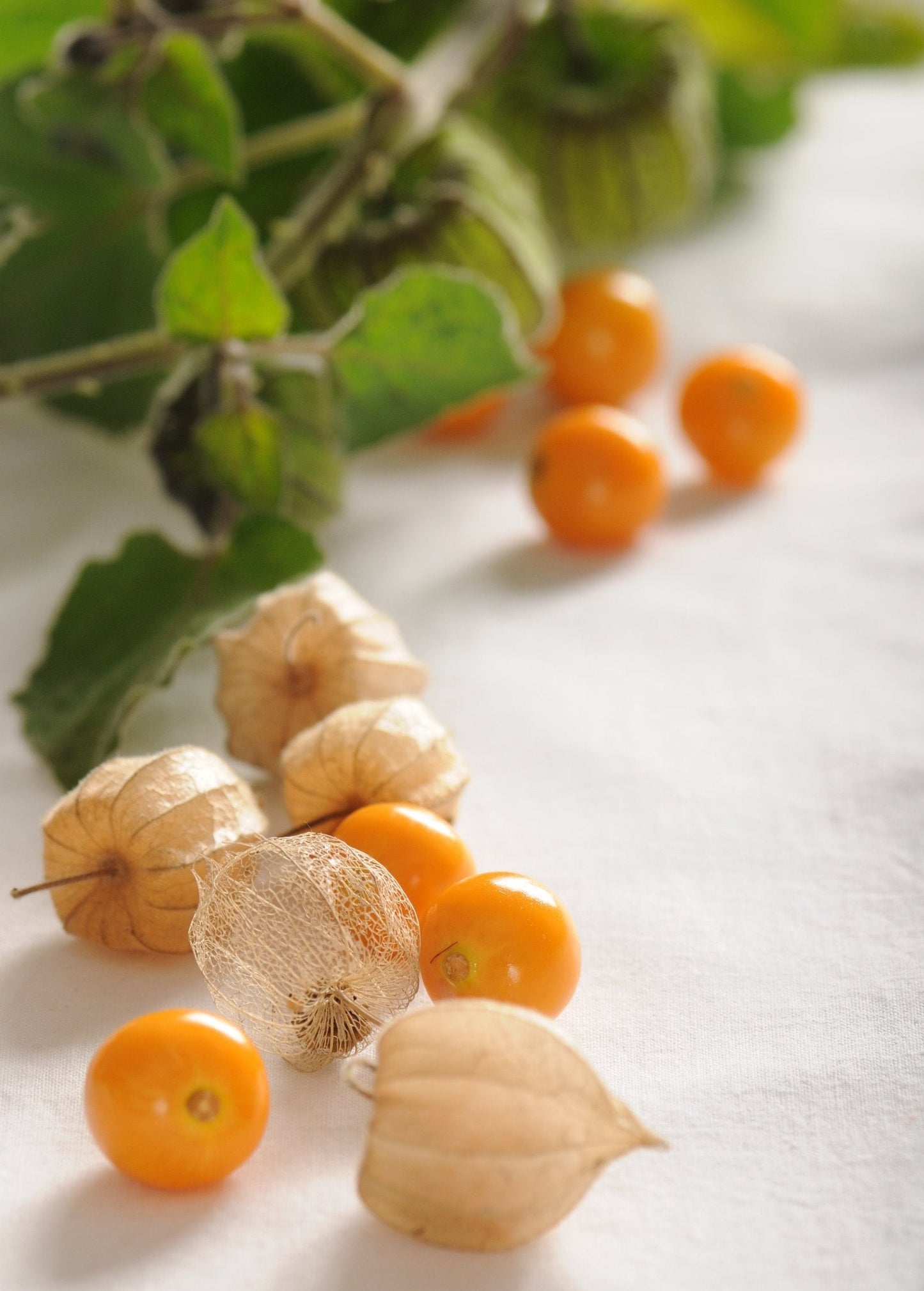 Hawaiian Poha Berry Plant Physalis peruviana - Tropical Golden Berries with Sweet-Tart Flavor