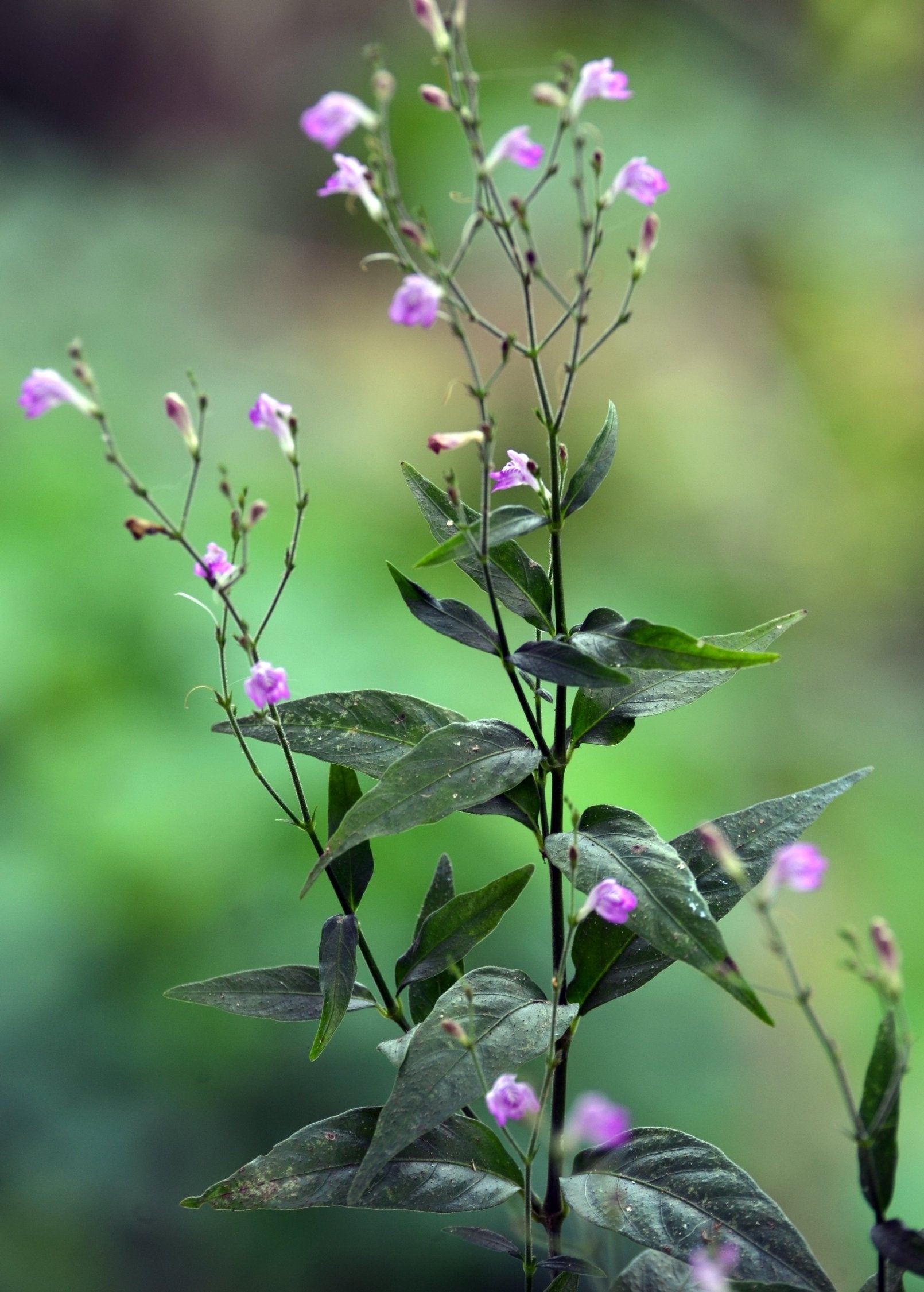Tilo Justicia pectoralis Perennial Groundcover or Shrub with White Pink Lavender Blue Flowers