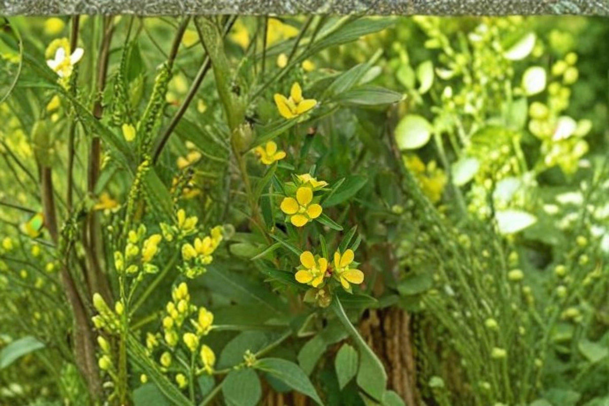 Seedbox Seeds - 1,000 Seeds - Ludwigia alternifolia - Native Wetland Wildflower with Yellow Summer Blooms
