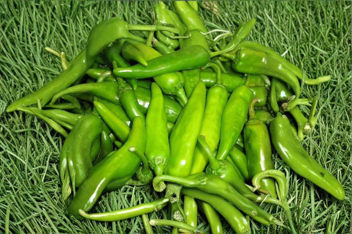 Lumbre Hot Pepper Seeds - 25 Non-GMO Capsicum annuum - Very Hot New Mexico Chili for Roasting and Salsas