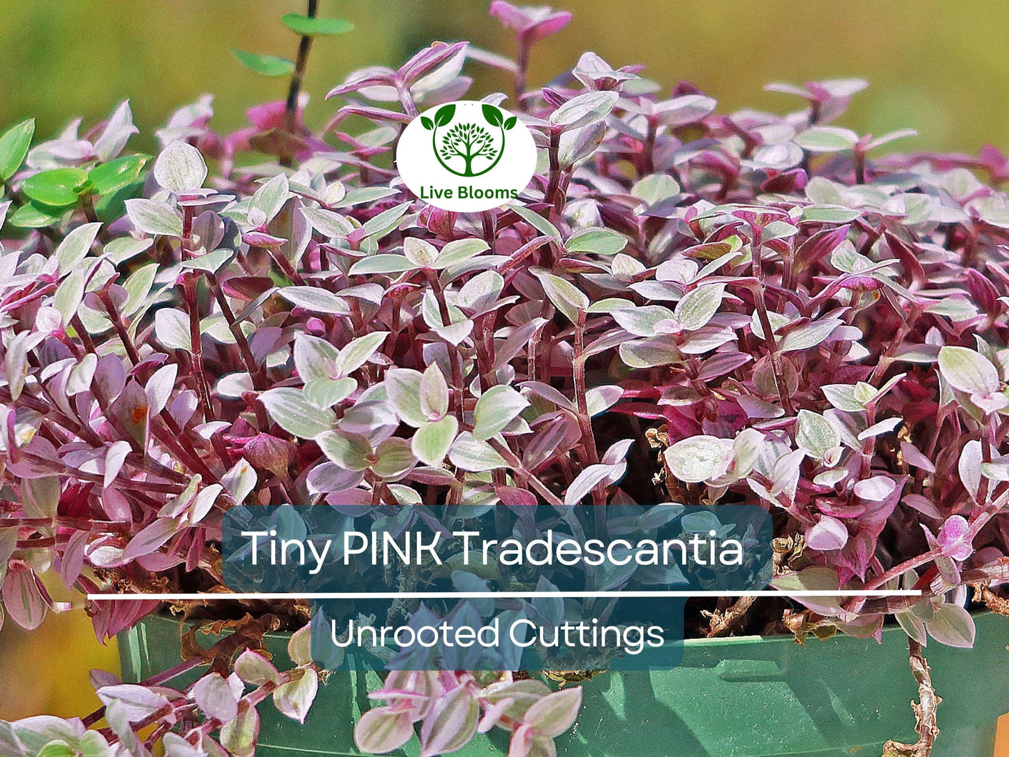 15 Tiny Pink Tradescantia Unrooted Cuttings | Easy to Root Indoor Spiderwort Plants