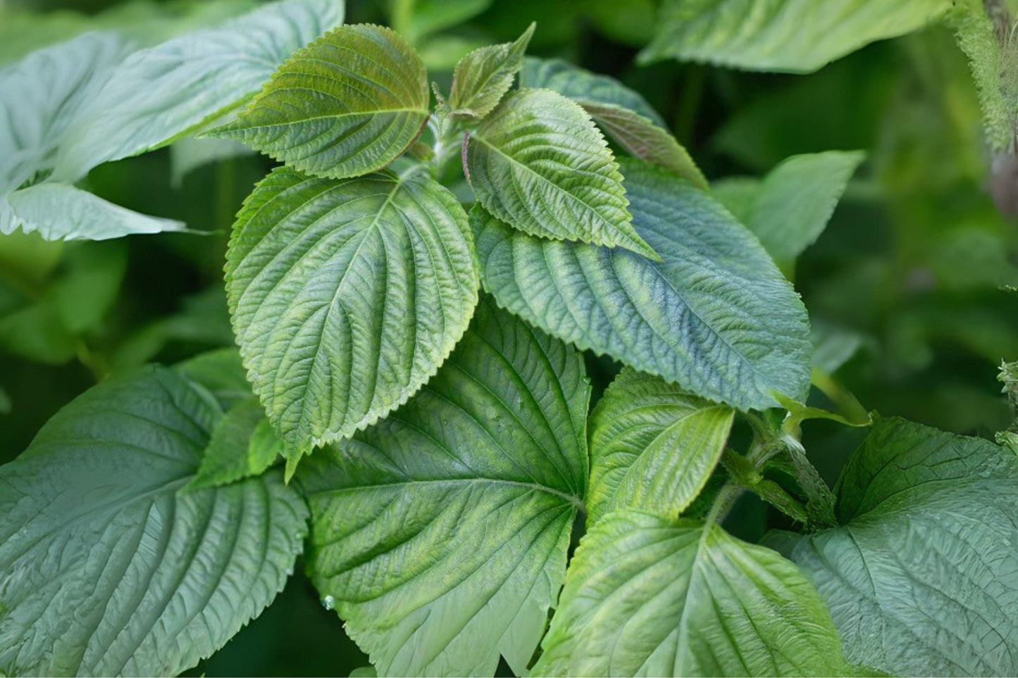 Korean Perilla Shiso Herb Seeds, Green Leaf, Culinary Herb, Perilla frutescens, 400 Seeds