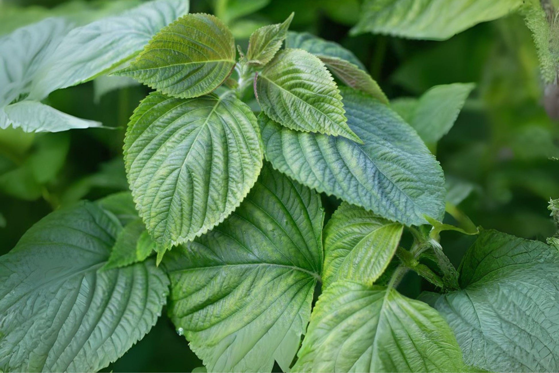 Korean Perilla Shiso Herb Seeds, Green Leaf, Culinary Herb, Perilla frutescens, 400 Seeds