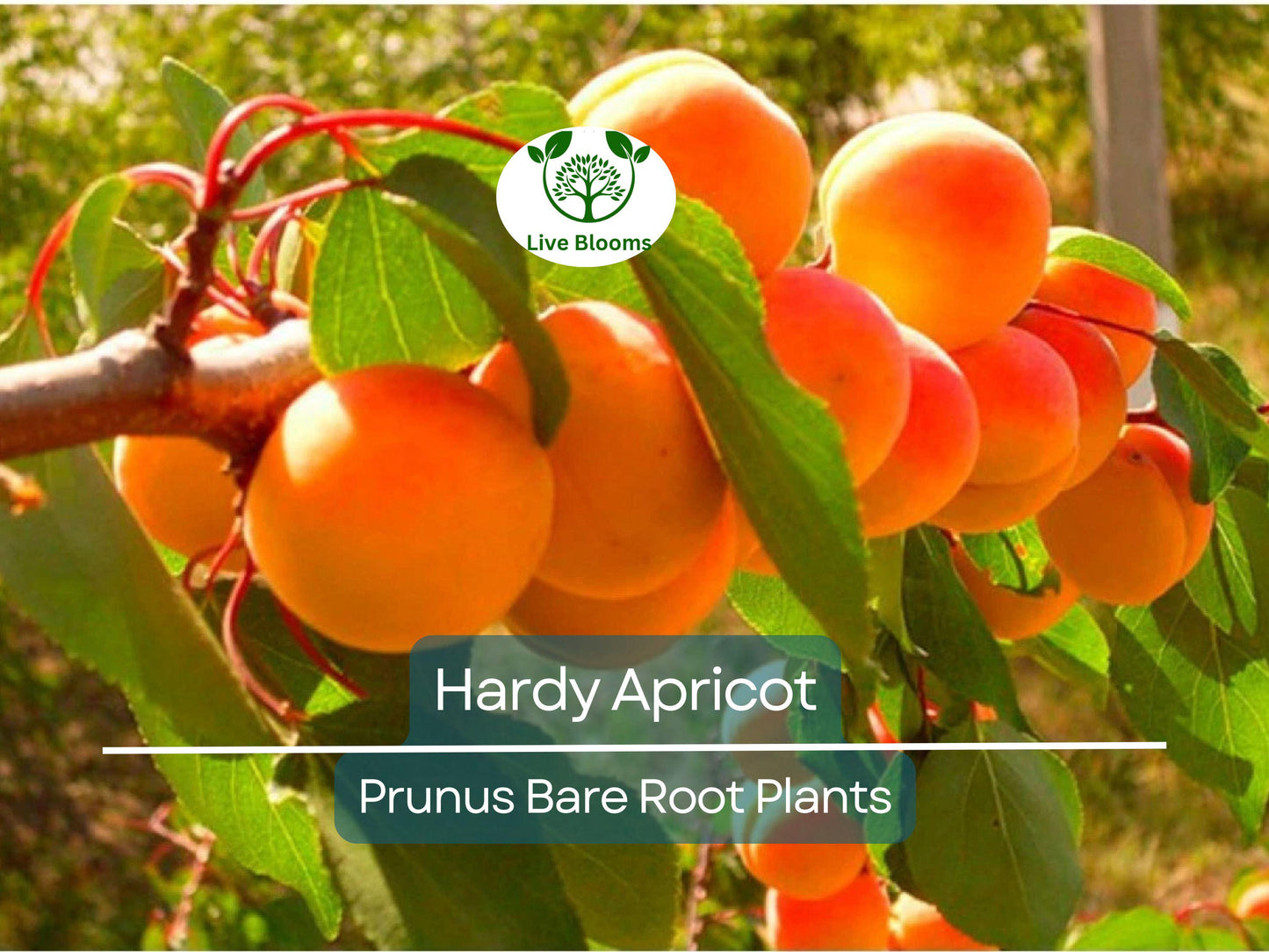 Hardy Apricot Tree Bare Root - Self-Pollinating Fruit Tree for Zones 5-8, Cold Hardy Edible Shrub