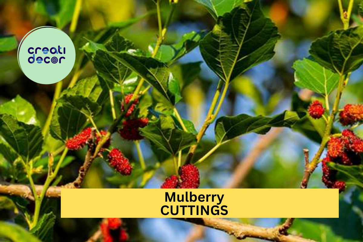 10 Organic Mulberry Cuttings 8+ Inch Hardwood Stems for Grafting & Propagation - Sweet Fruit Trees USA