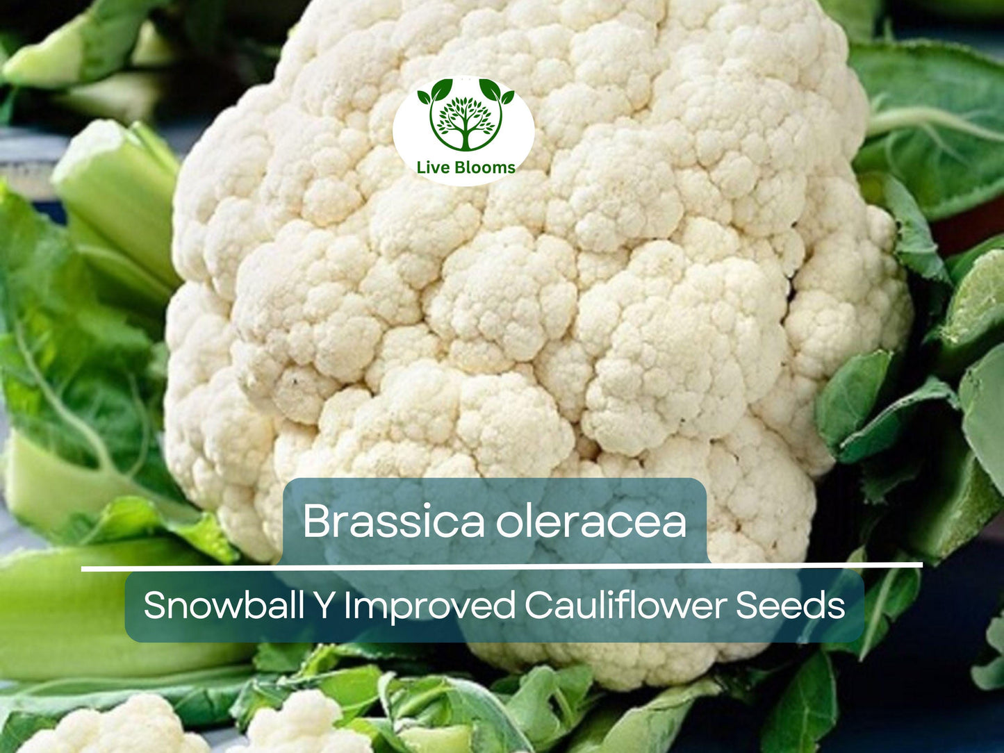 100 Seeds Cauliflower Snowball Y Improved - Heirloom Brassica oleracea for Crisp White Heads