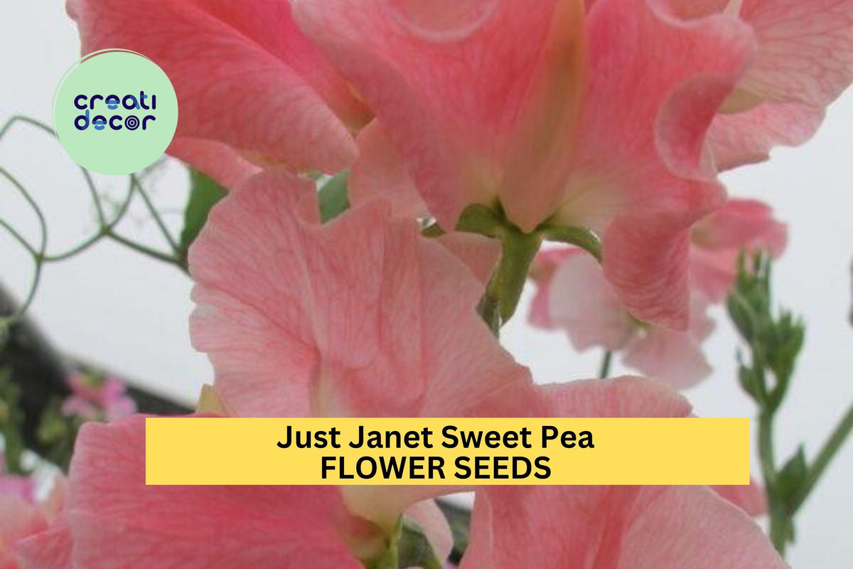 50+ Just Janet Sweet Pea Seeds – Fragrant Peach-Pink Climbing Vines for Trellises & Gardens