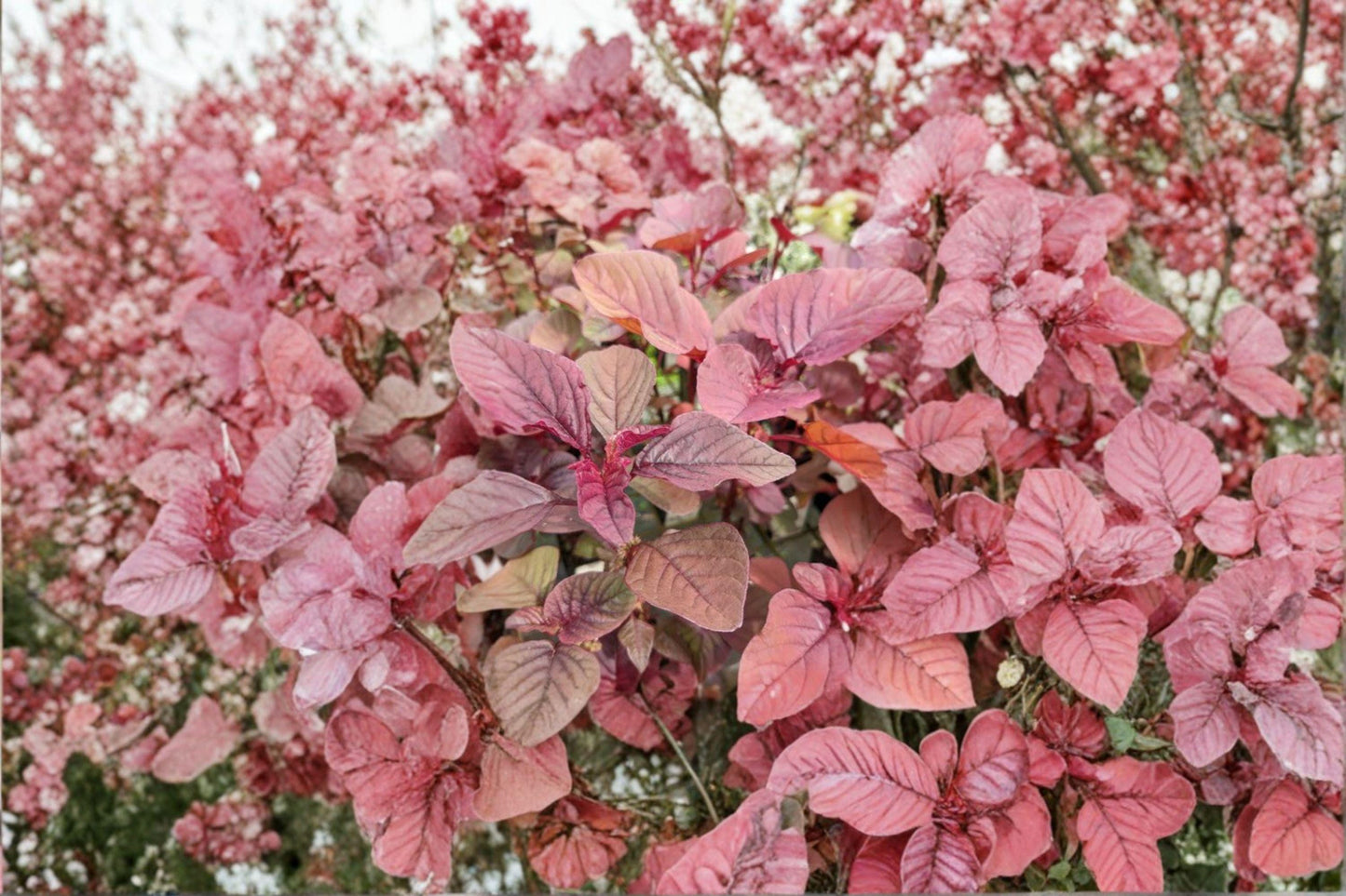 Red Garnet Amaranth Seeds – Edible Leaf Plant, Ornamental Annual, Amaranthus tricolor, 100 Seeds