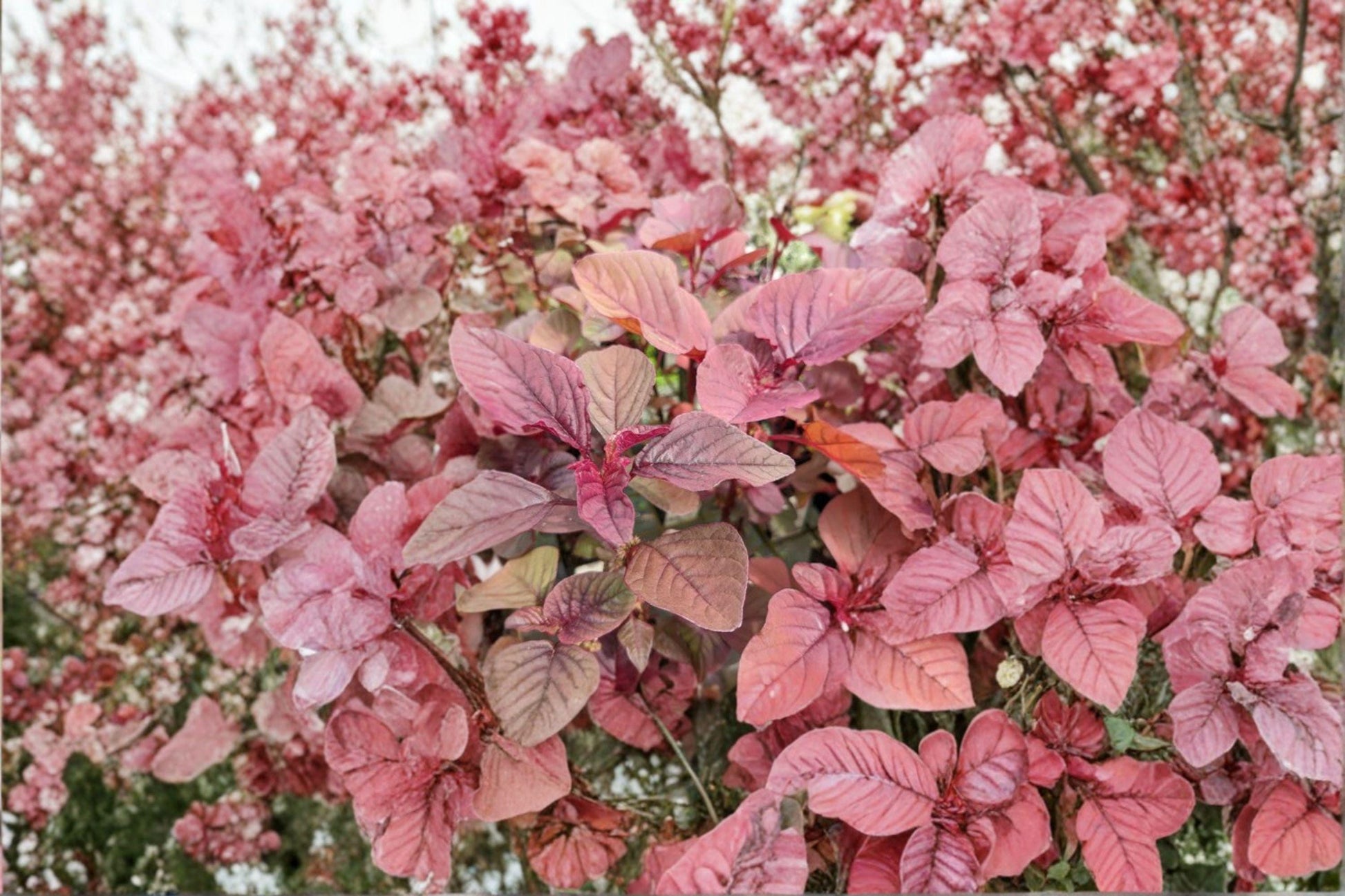 Red Garnet Amaranth Seeds – Edible Leaf Plant, Ornamental Annual, Amaranthus tricolor, 100 Seeds