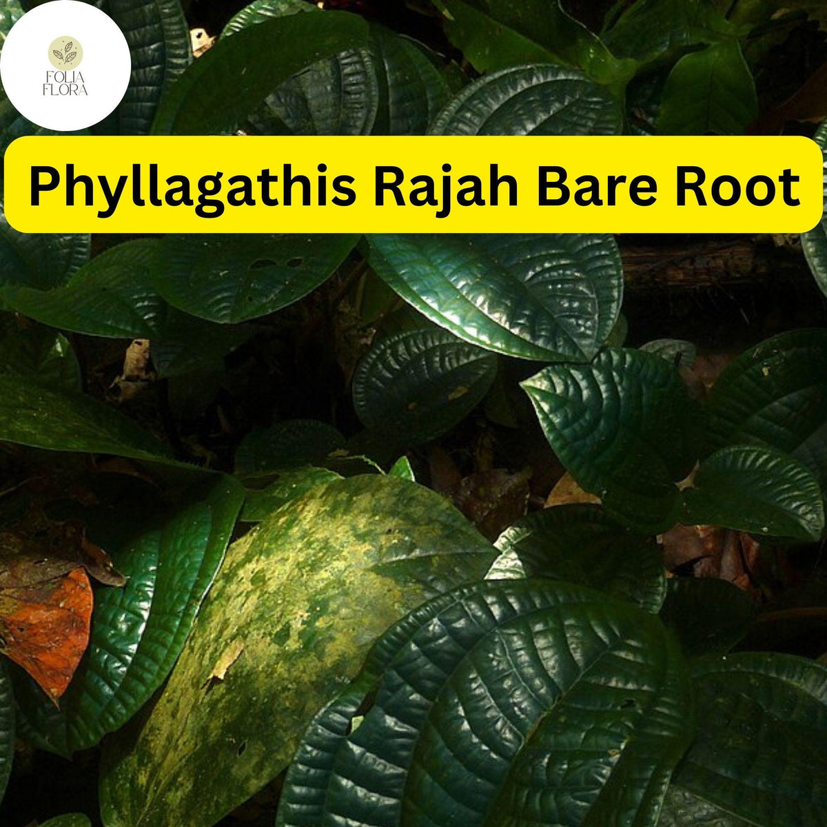 Live Phyllagathis rajah Plant, Bare Root, Rare Tropical Foliage for Terrariums, Indoor Gardens, Exotic Houseplant