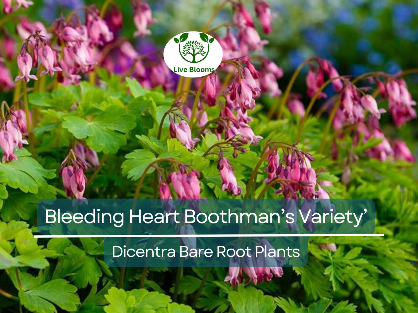 Bleeding Heart ‘Boothman’s Variety’ Bare Root Plant – Shade-Loving Pink Heart-Shaped Flowers Perennial
