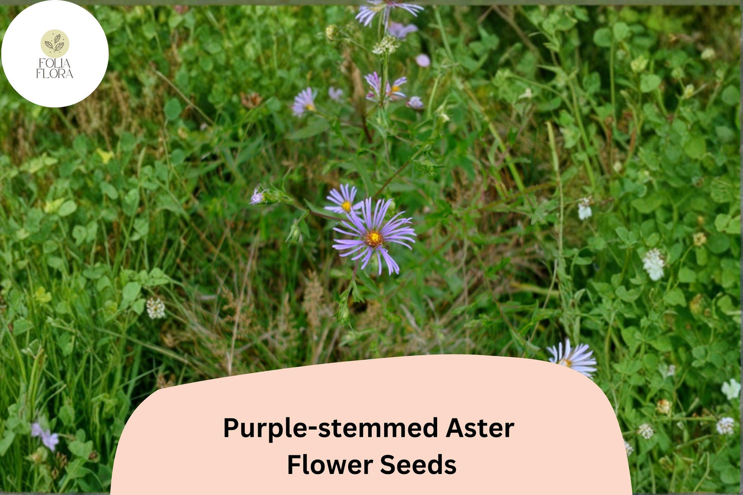 350 Symphyotrichum puniceum Seeds | Purple-stemmed Aster Native Wildflower for Pollinator Gardens