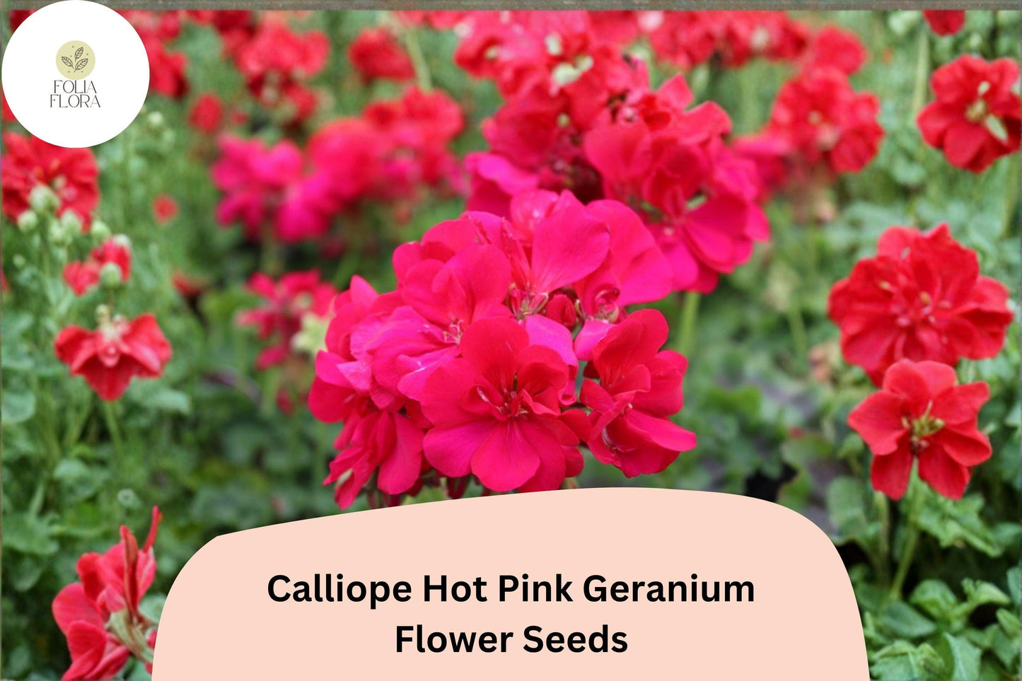 25+ Calliope Hot Pink Geranium Seeds | Vibrant Pink Hybrid Zonal Ivy Geranium for Garden & Hanging Baskets