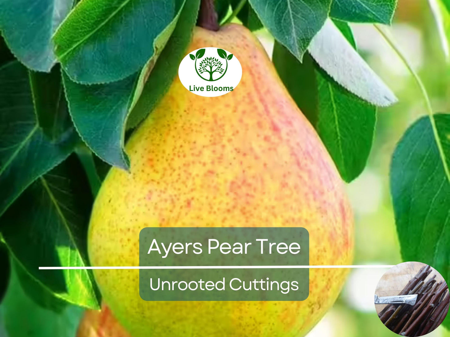 3 Ayers Pear Fruit Tree Scion Unrooted Cuttings for Grafting or Rooting | Pyrus Communis | Hardy Pear Tree for USDA Zones 5-9